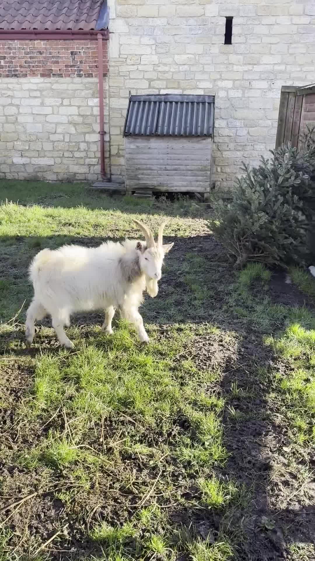 Goats livestock for sale: Young proven Pygmy Billy Goat - Video 1