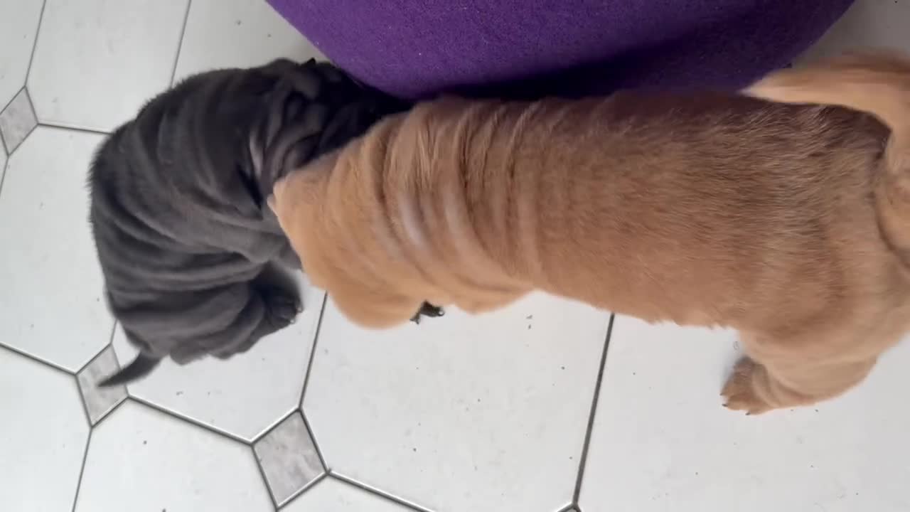 Shar Pei dogs for sale: LOVELY SHARPEI Price Negotiable - Video 1