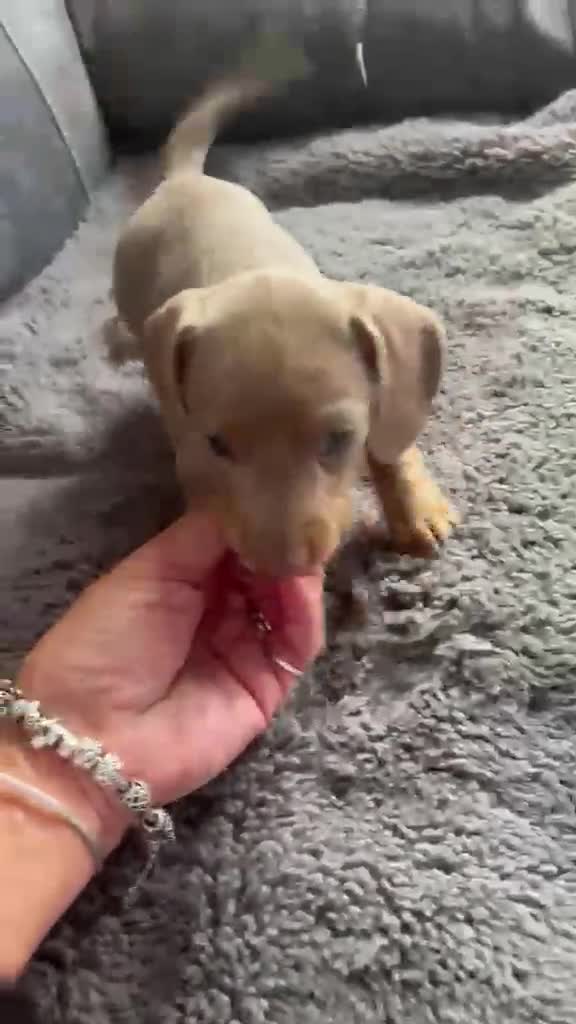 Miniature Dachshund dogs for sale: 🐾 KC Registered Top Quality Miniature Dachunds 🐾 - Video 1