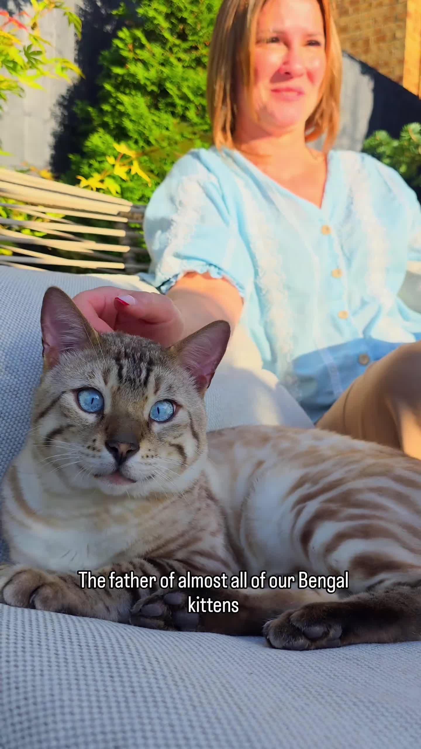 Bengal cats for sale: Majestic Blue-eyed Snow Bengal-TICA-Champion line - Video 1