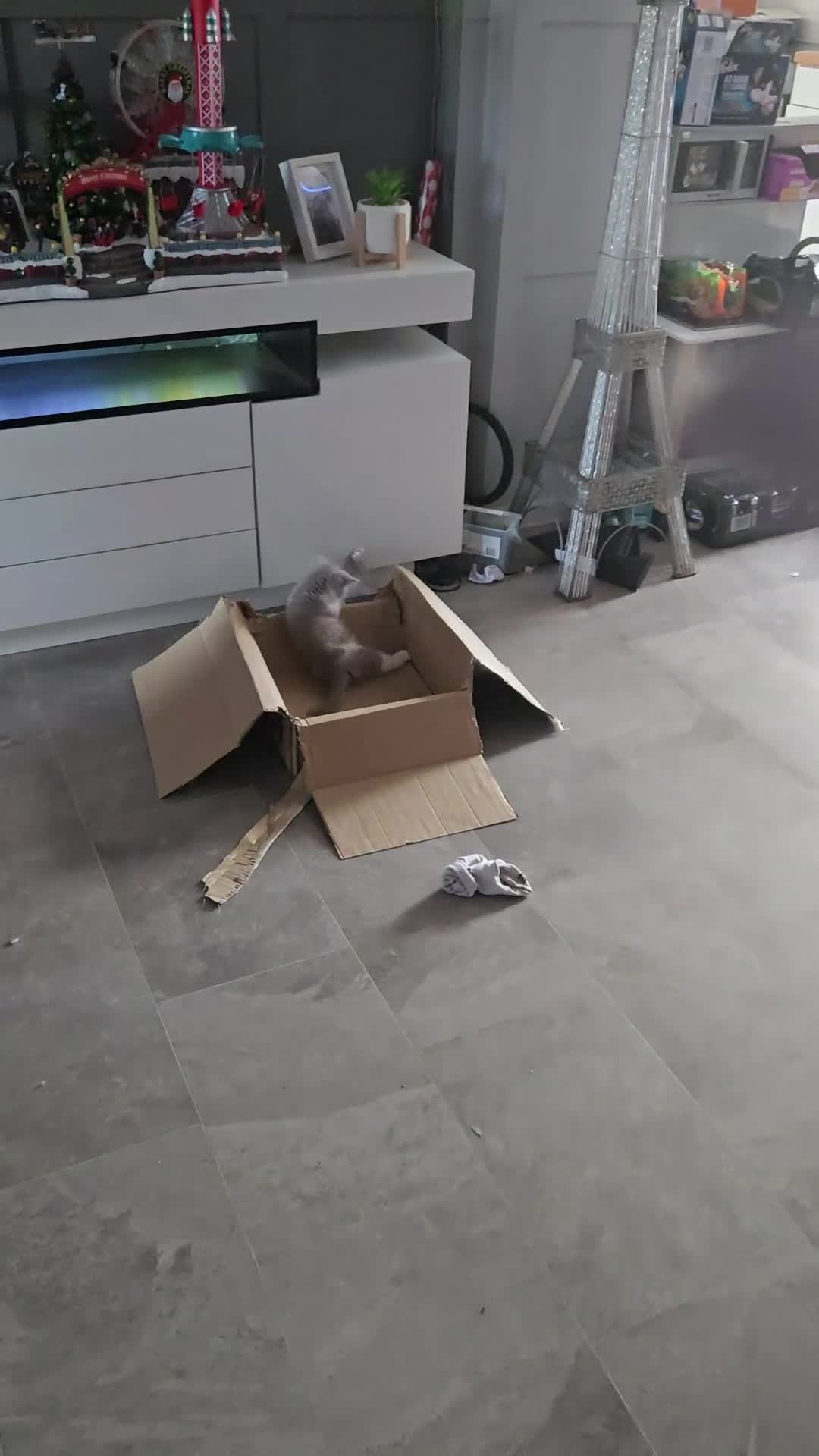 British Shorthair cats for sale: British short hair boys ready. Now - Video 1