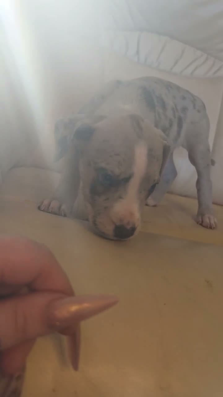 Mixed Breed dogs for sale: Staffy x American bulldog  - Video 2