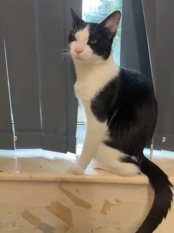 Mixed Breed cats for sale: Male cat mixed breed black and white - Video 1