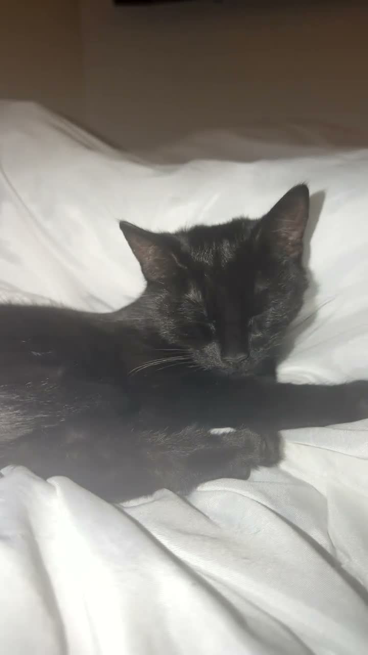 Mixed Breed cats for sale: Black kitten for sale  - Video 3