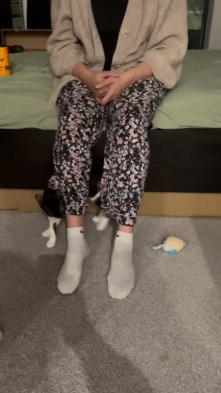 Mixed Breed cats for adoption: DAISY 6M USED TO CALM DOG-CUTE AS A BUTTON - Video 4