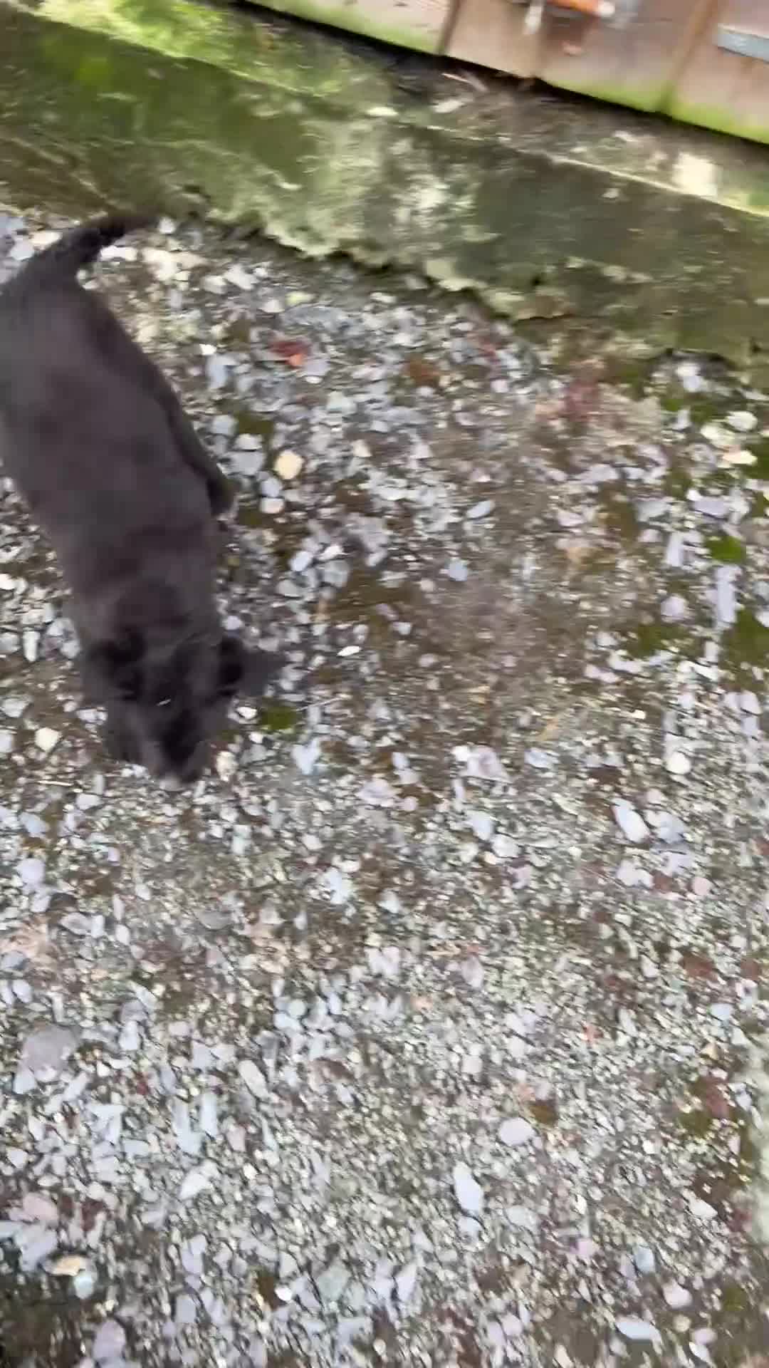 Border Collie dogs for sale: 🐶 Border Collie pups 🐶 - Video 1