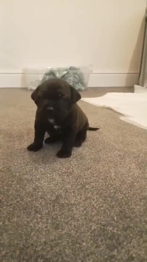 Mixed Breed dogs for sale: American pocket Corso - Video 3