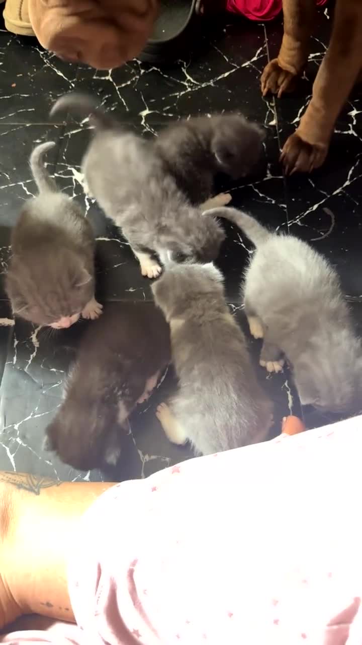 Mixed Breed cats for sale: British shorthair cross ragdoll kittens  - Video 4