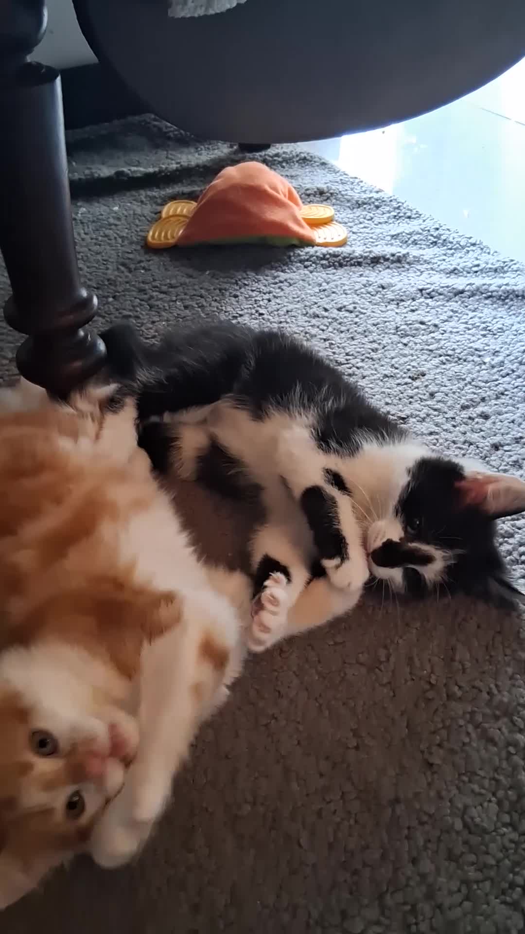Mixed Breed cats for sale: Gorgeous Chunky Kittens  - Video 2