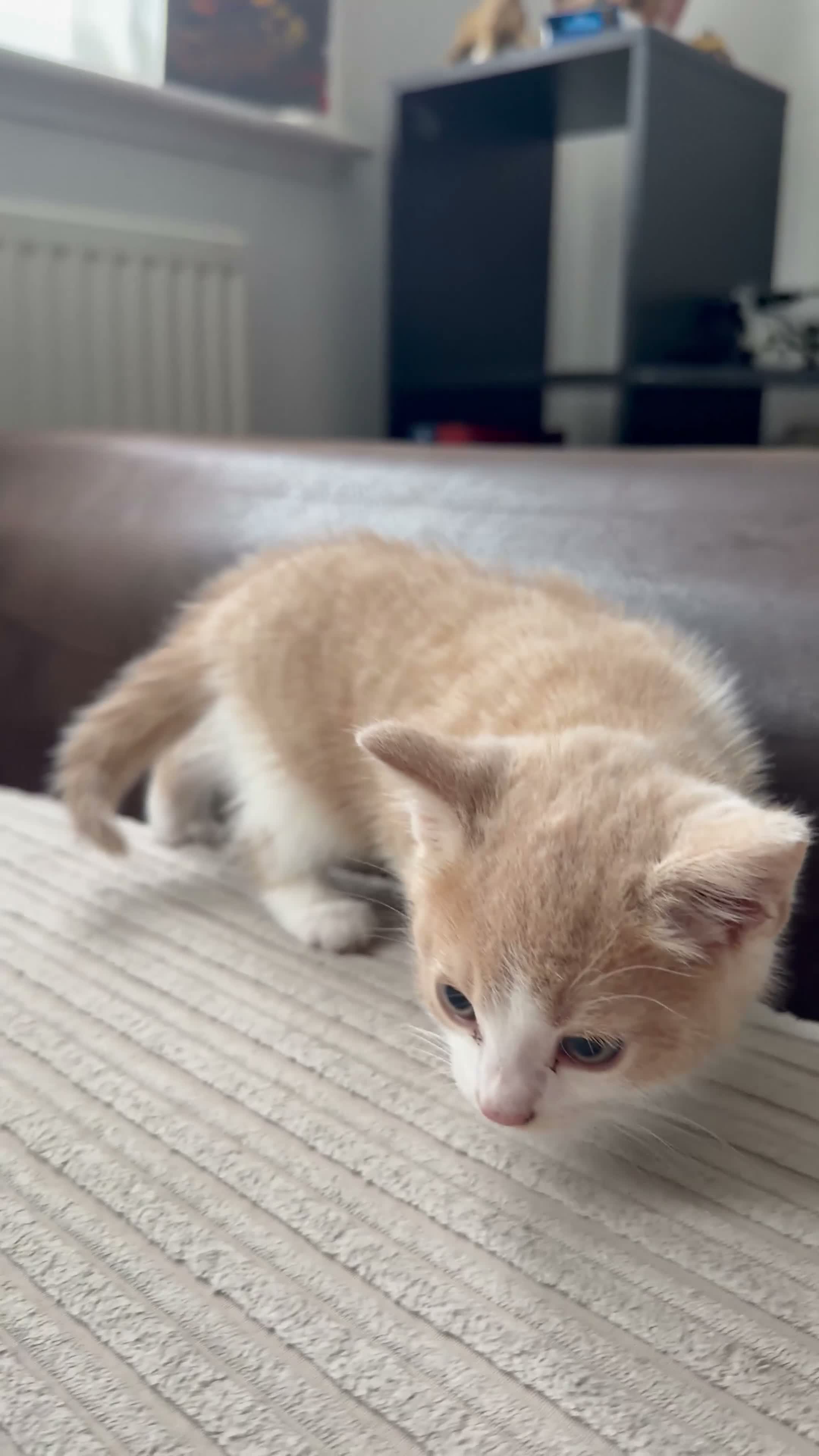 Mixed Breed cats for sale: Playful & Cuddly Kittens – Ready 1 November - Video 2