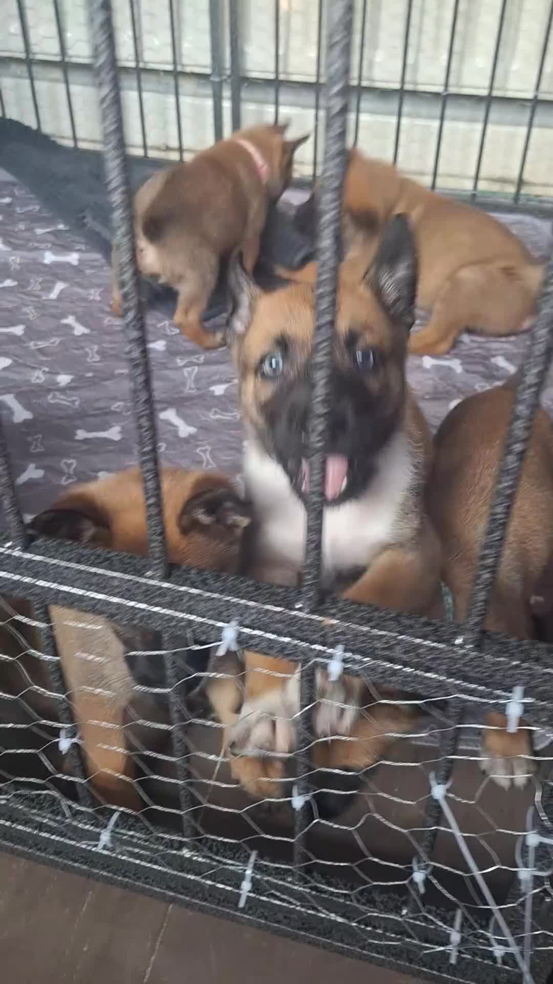 Belgian Shepherd Dog dogs for sale: Reduced Ready to leave  - Video 4