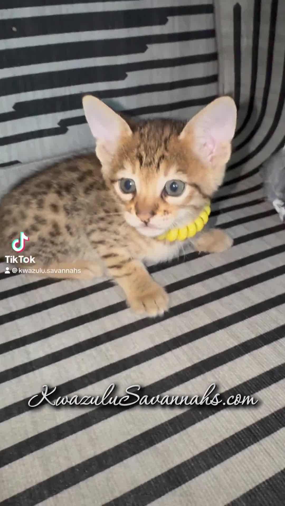 Savannah cats for sale: Excellent Quality Tica Registered Purebred kittens - Video 3