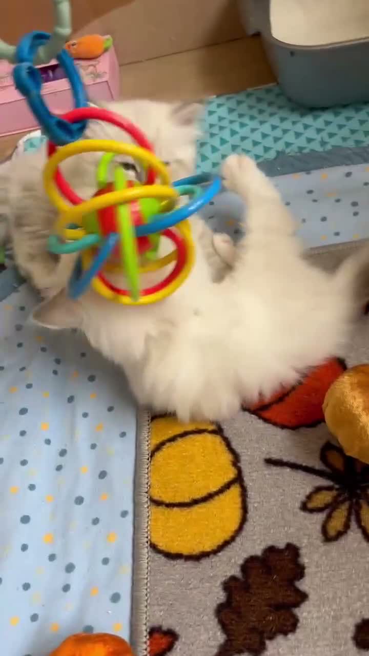 Siberian cats for sale: GCCF Registered Pedigree Siberian Kittens - Video 2