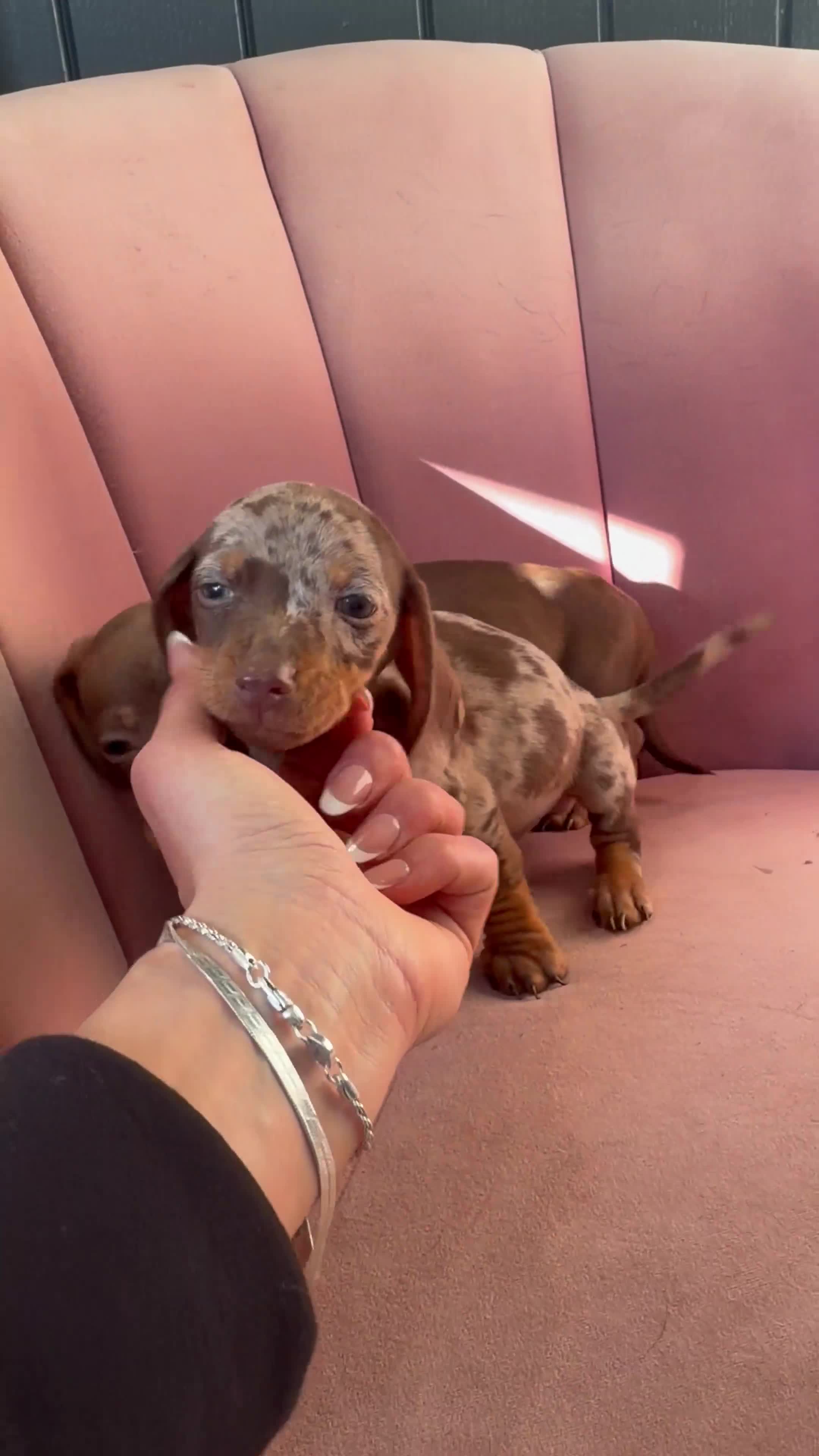 Miniature Dachshund dogs for sale: Beautiful Dachshund Male Puppies Ready now  - Video 1