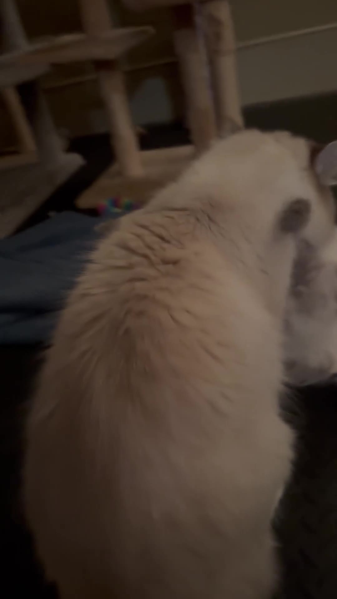 Ragdoll cats for sale: Beautiful Siberian Ragdoll cross kittens for sale - Video 1