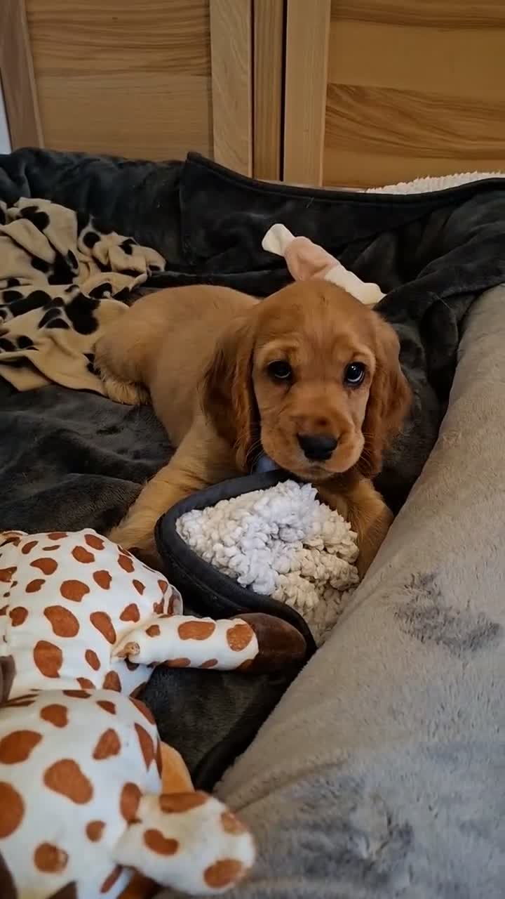 Cocker Spaniel dogs for sale: KC reg Show Cocker Spaniel. Parents health tested - Video 1