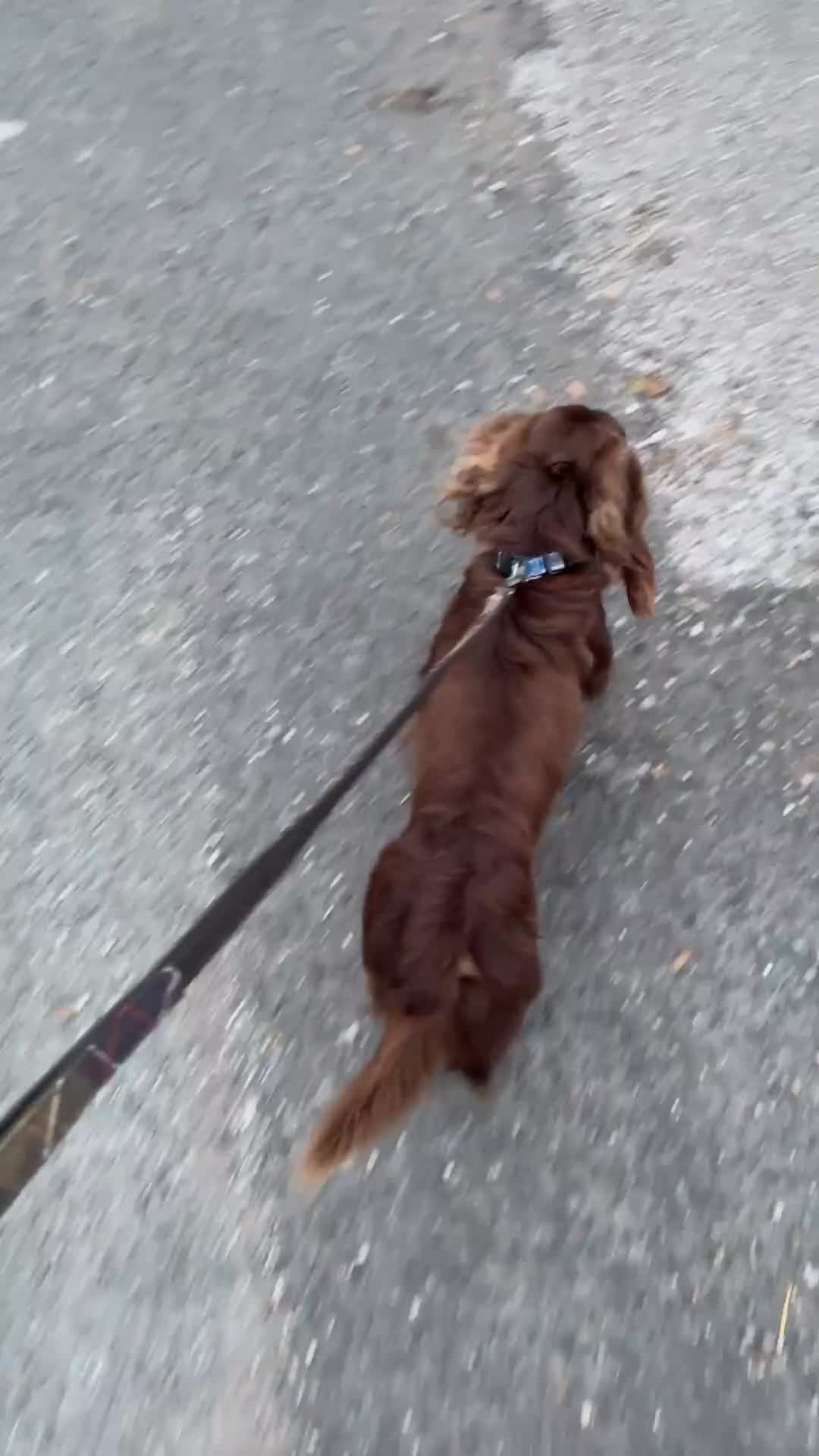 Dachshund dogs for sale: Long Haired Dachshund in Whitchurch - Video 1