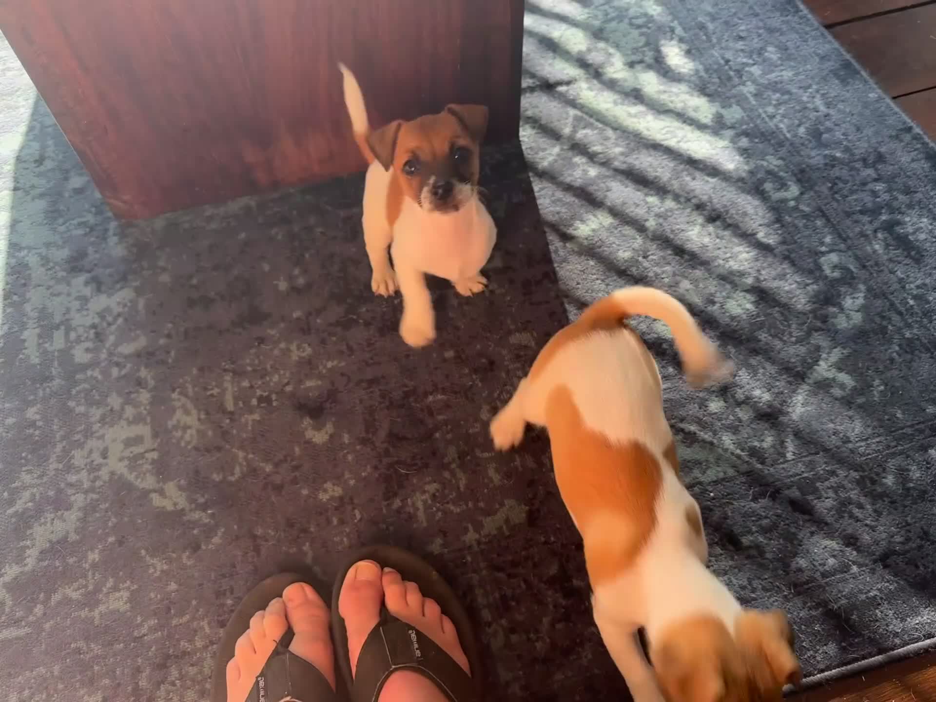 Jack Russell dogs for sale: Lively Jack Russell puppies - Video 1