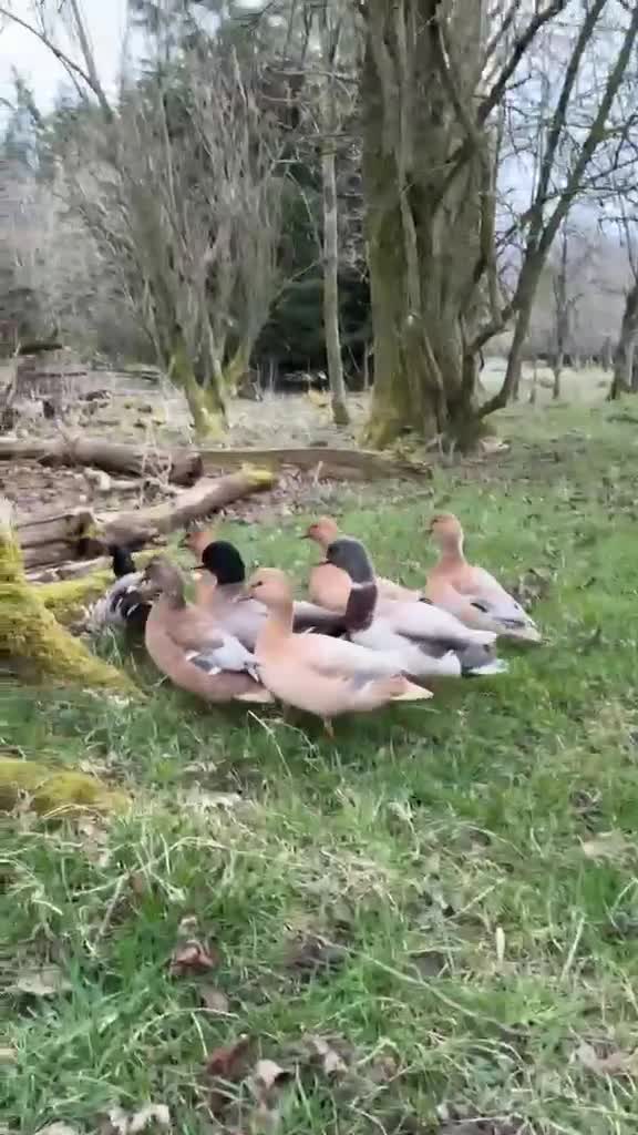 Ducks poultry for sale: Call ducklings for sale in Hexham - Video 1