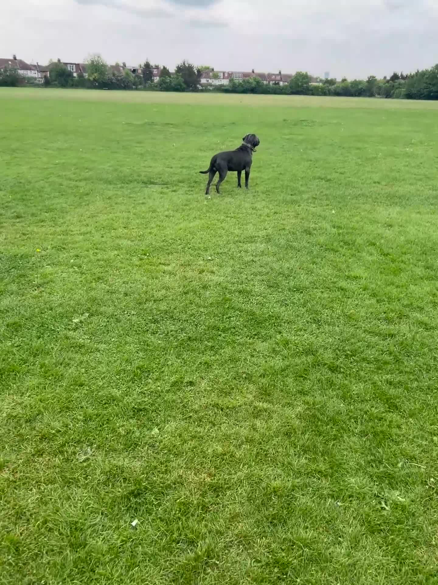 Cane Corso dogs for sale: Kane 2.5 year old Cane Corso  in Clacton-on-Sea - Video 2