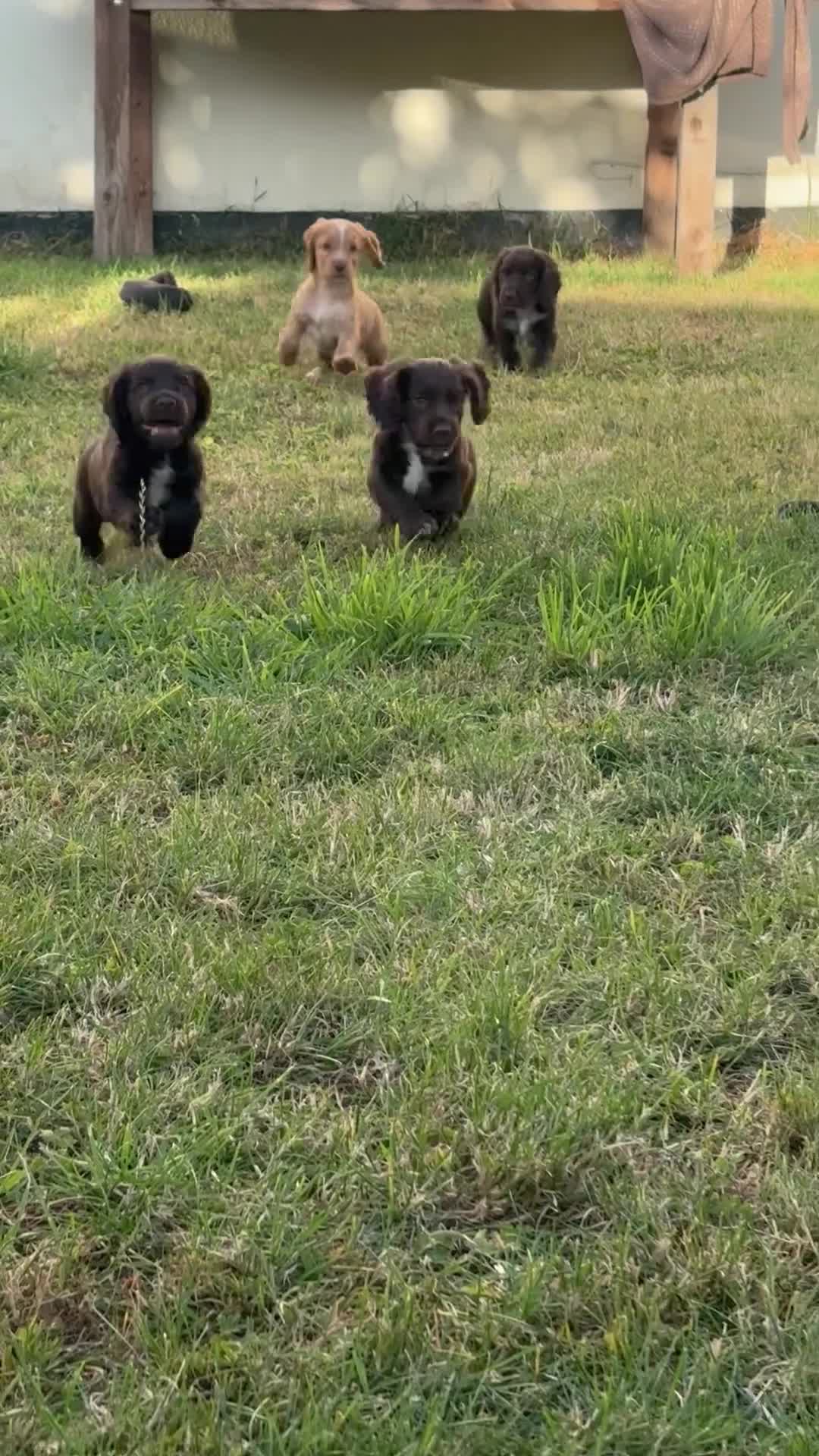 Cocker Spaniel dogs for sale: Working Cocker Spaniel Puppies  - Video 1