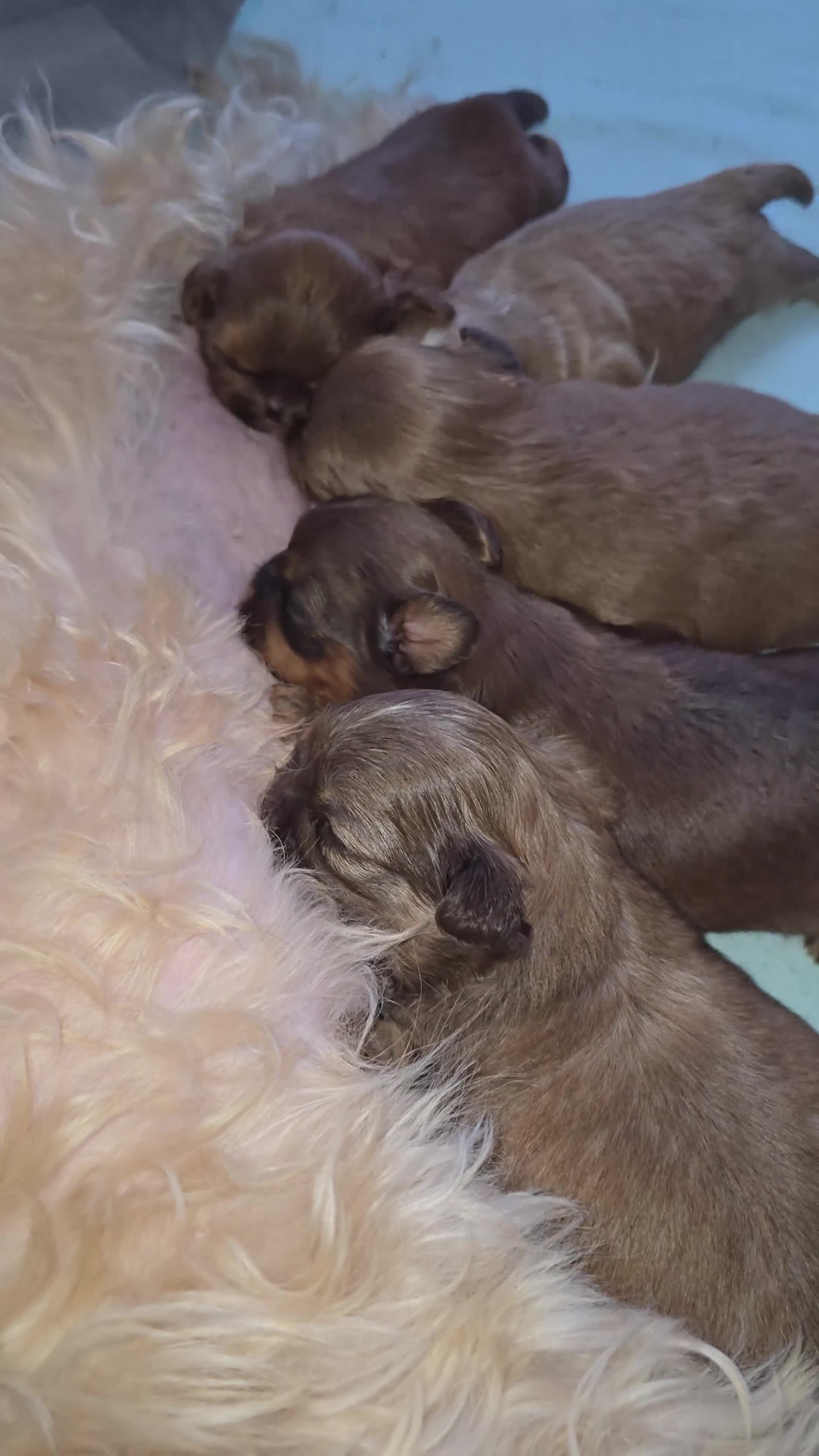 Shih Tzu dogs for sale: Stunning Imperial Shihtzu Puppies  - Video 1