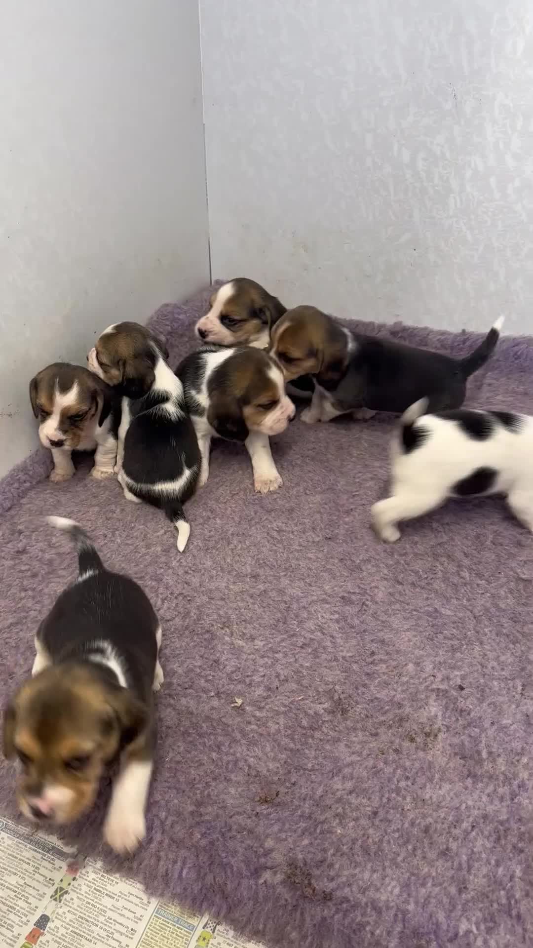 Beagle dogs for sale: Beautiful beagle puppies for sale  - Video 1