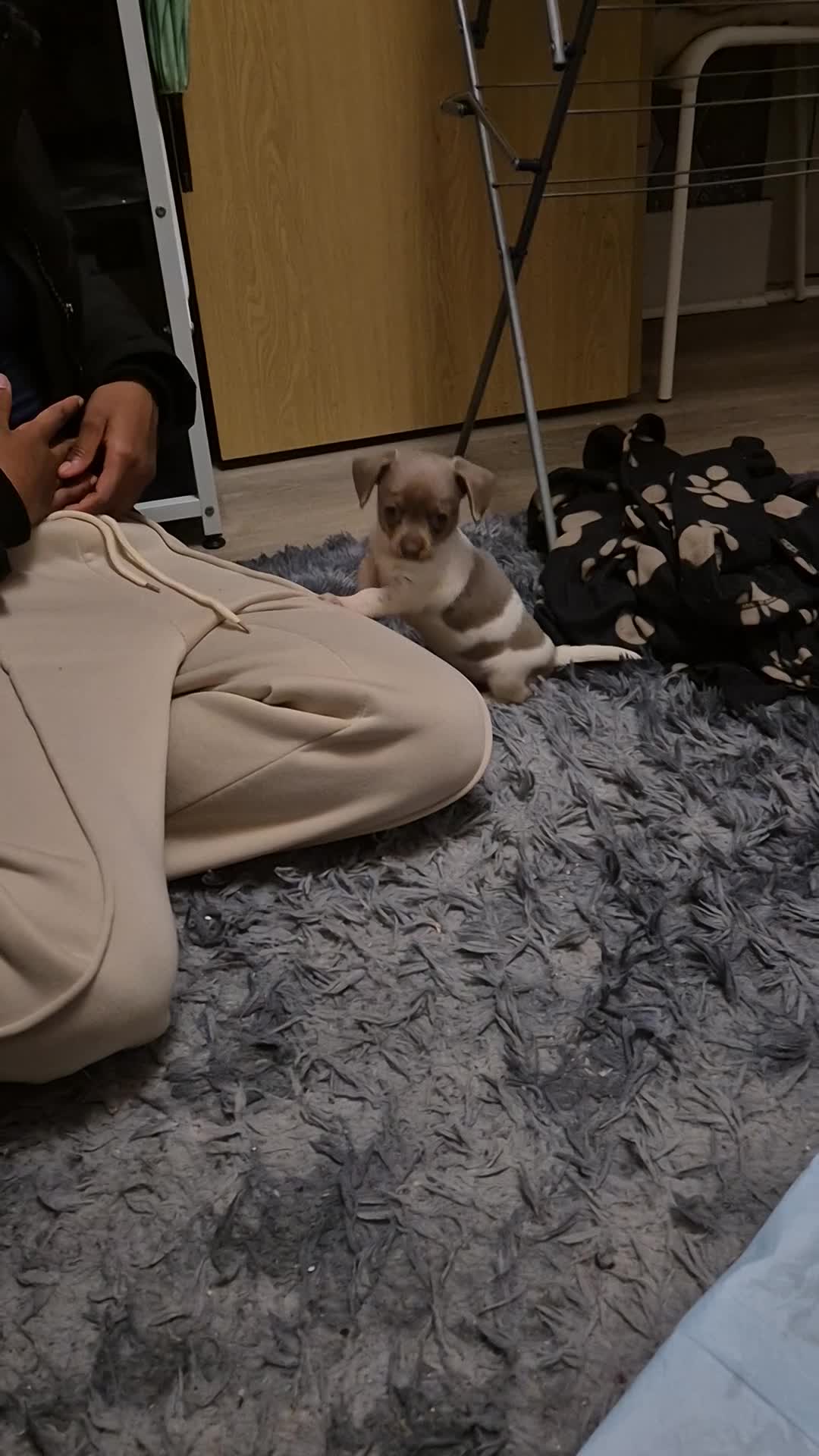 Chiweenie dogs for sale: Our sweet little Milo needs to be re-homed asap in Croydon - Video 1