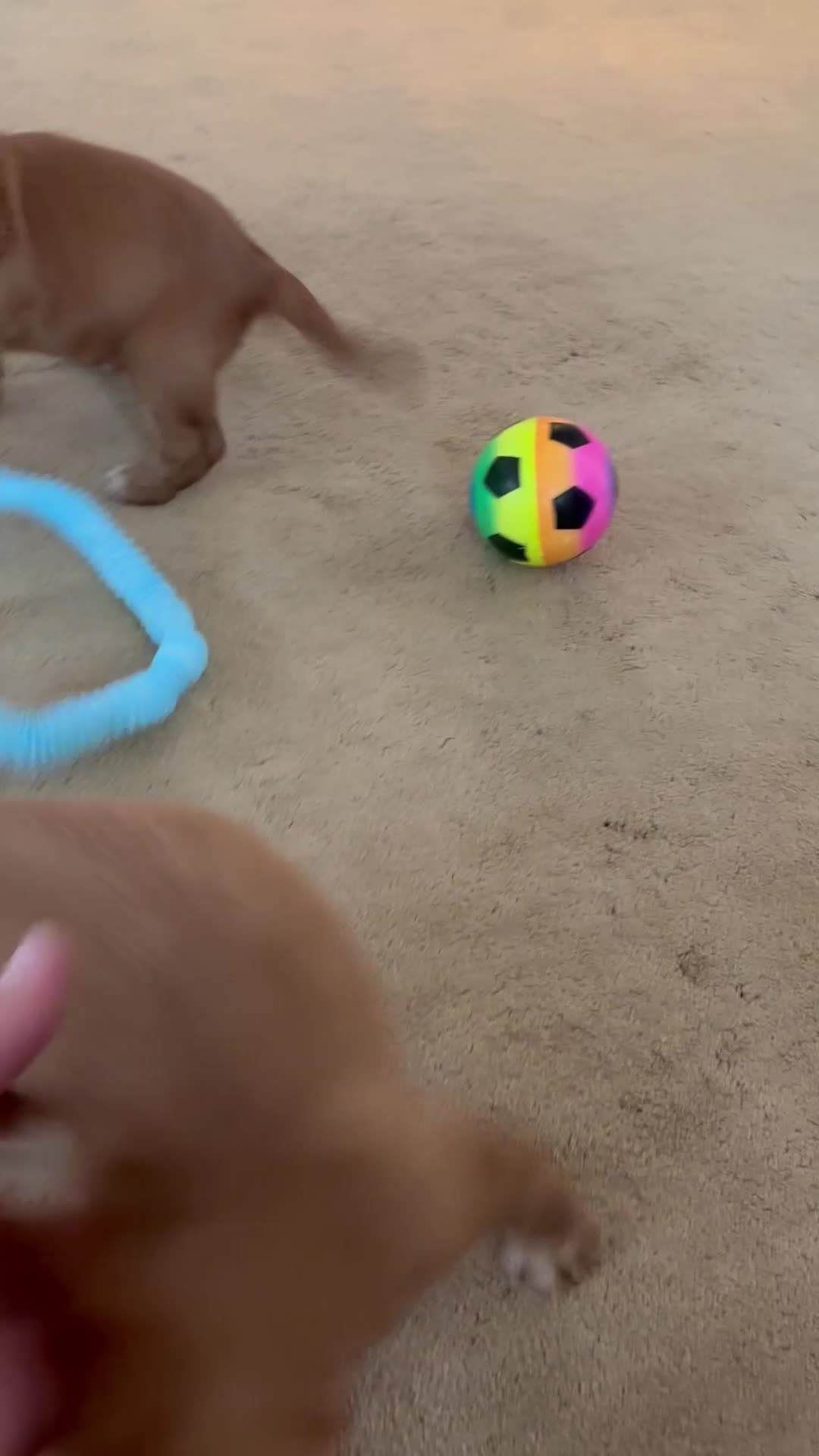 Cocker Spaniel dogs for sale:  1 Working type cocker spaniel puppy - Video 1