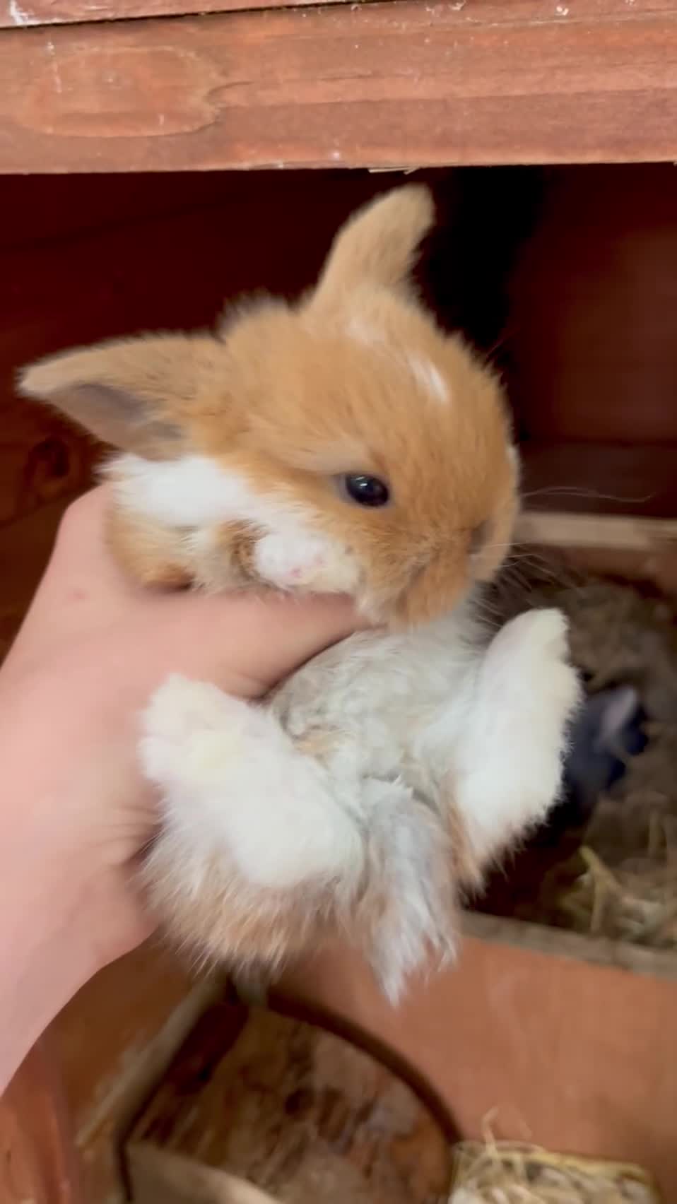 Mini Lop rabbits for sale: Mini Lop Baby Buns 🌸 TWO REMAINING! - Video 3