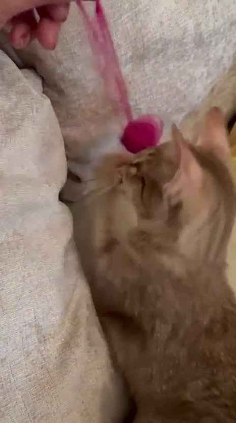 Oriental cats for sale: GCCF cat  - Video 1