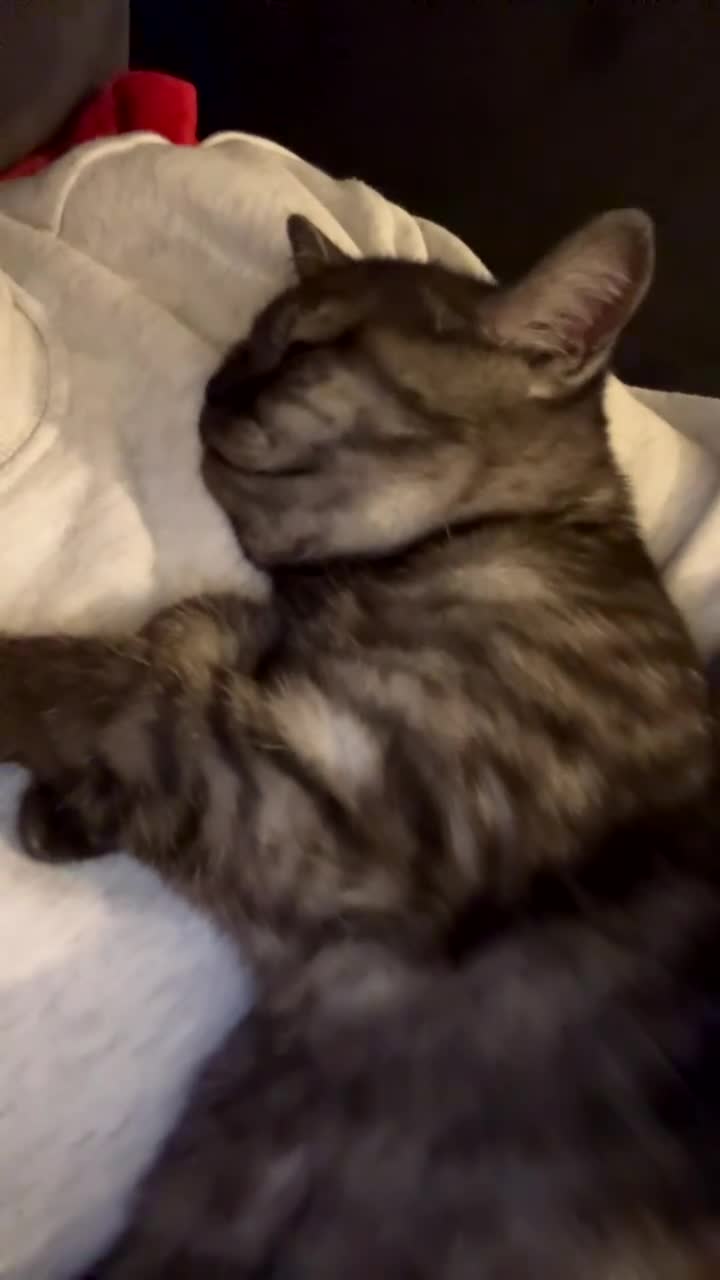 British Shorthair cats for sale: Male Bsh kitten  - Video 2