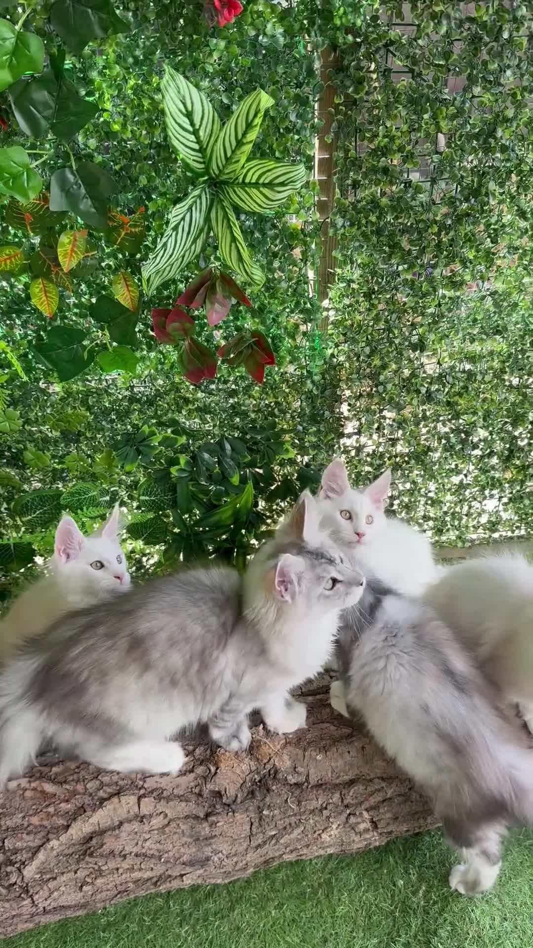 Maine Coon cats for sale:     🌟🌟Amazing Kittens Maine Coon 🌟🌟 - Video 2