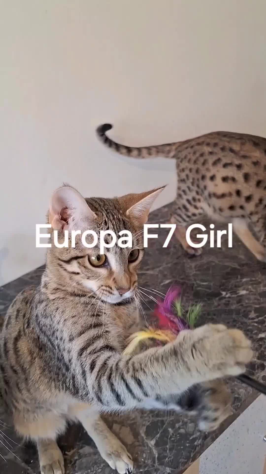 Savannah cats for sale: SAVANNAH TICA STF7 EUROPA SILVER GIRL in Mexborough - Video 1