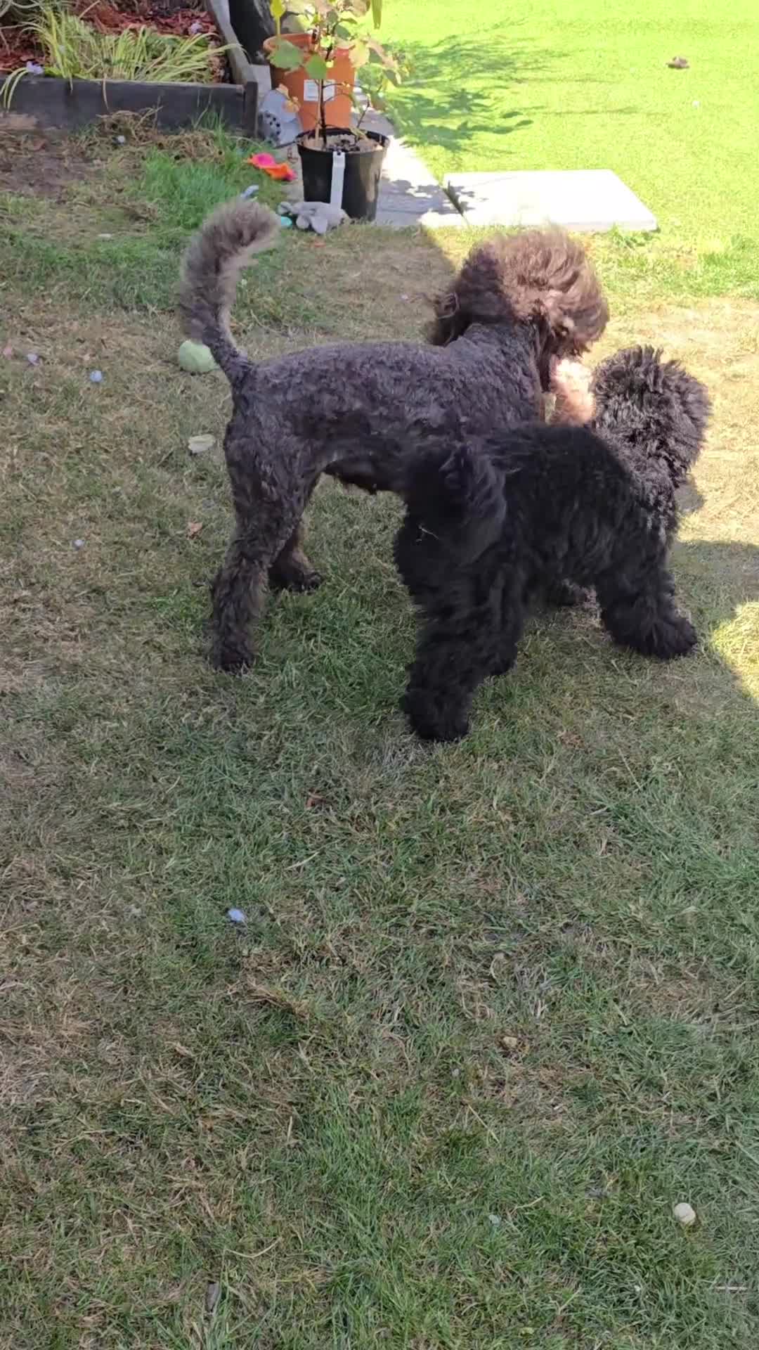 Miniature Poodle dogs for sale: 💥Last Male🤩black KC reg miniature poodle black in Chelmsford - Video 2