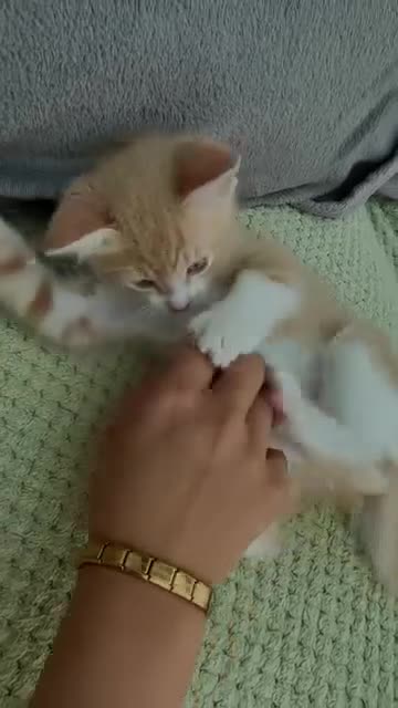 Mixed Breed cats for sale: Siamese Russian blue kittens  - Video 1