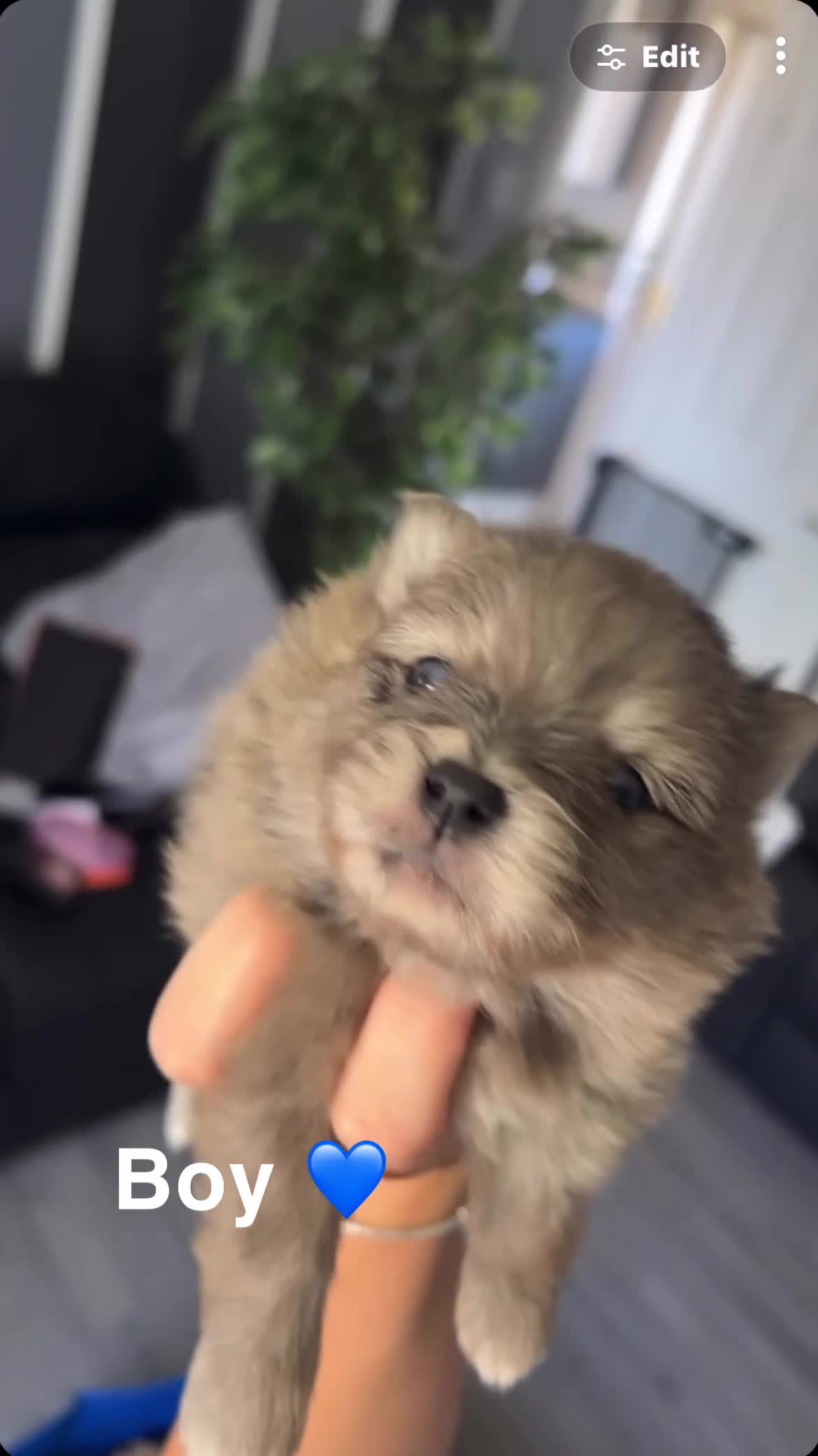 Pomeranian dogs for sale: 4 beautiful teddy bear poms  in Wakefield - Video 3