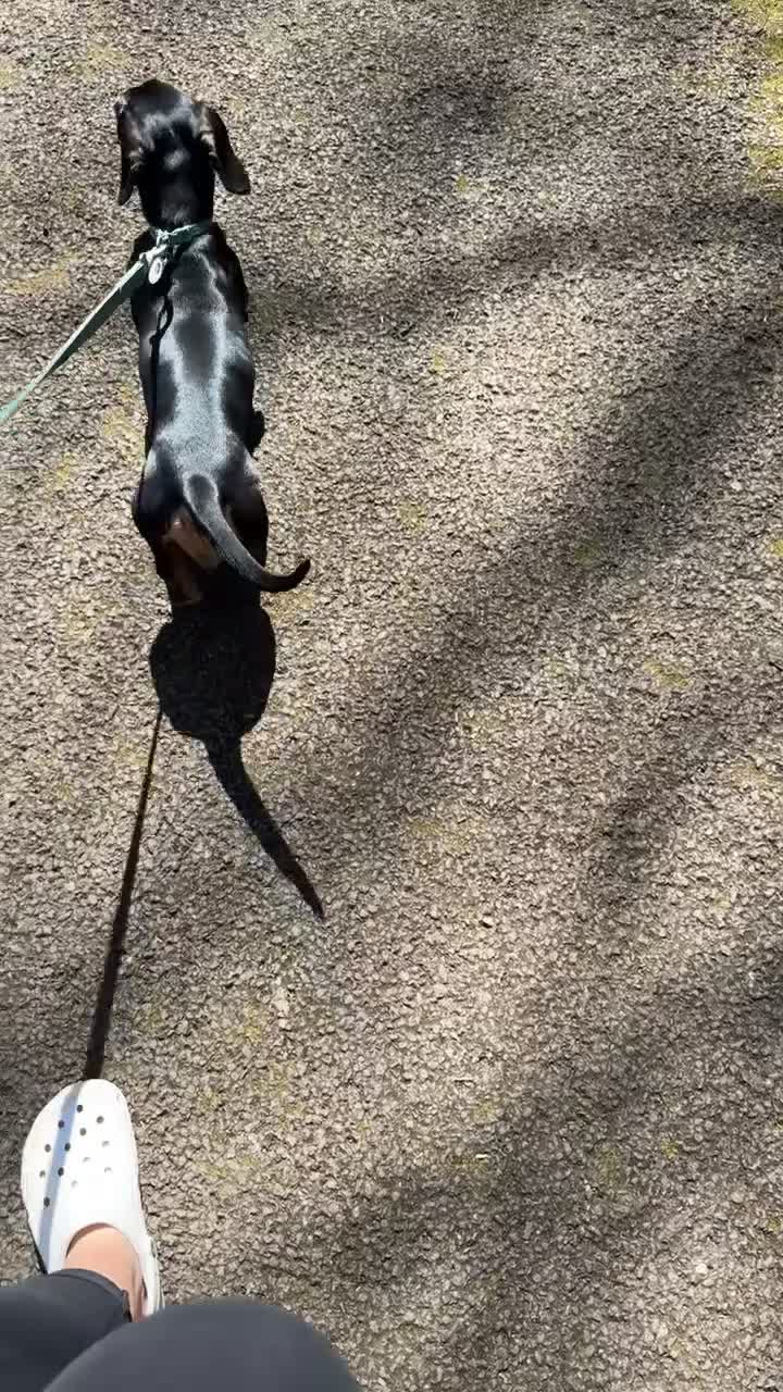 Dachshund dogs for sale: 14 month old dachshund  - Video 1