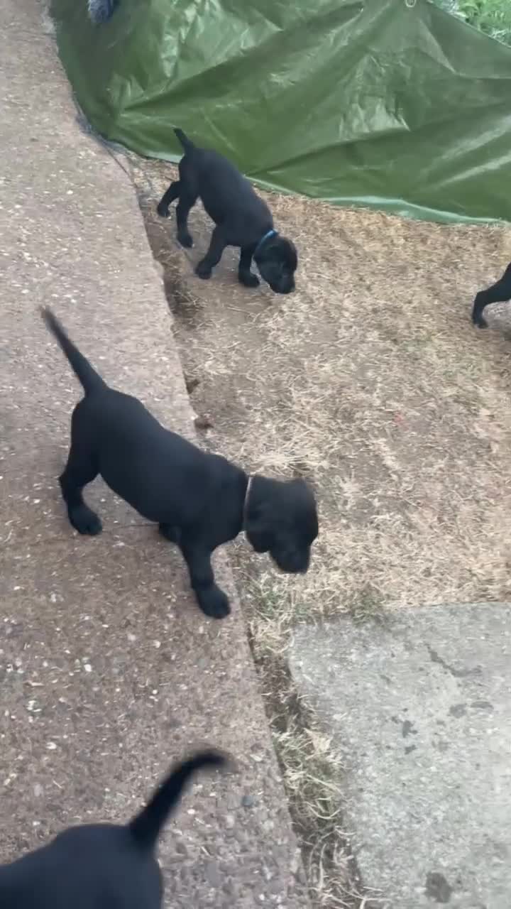 Mixed Breed dogs for sale: Black Labrador puppies - Devon - Video 2
