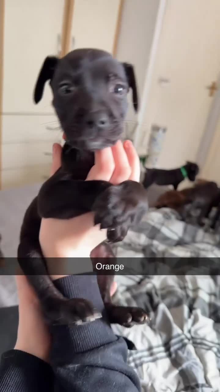 Mixed Breed dogs for sale: Labrador Akita 4 males 4 females  in Worcester - Video 4