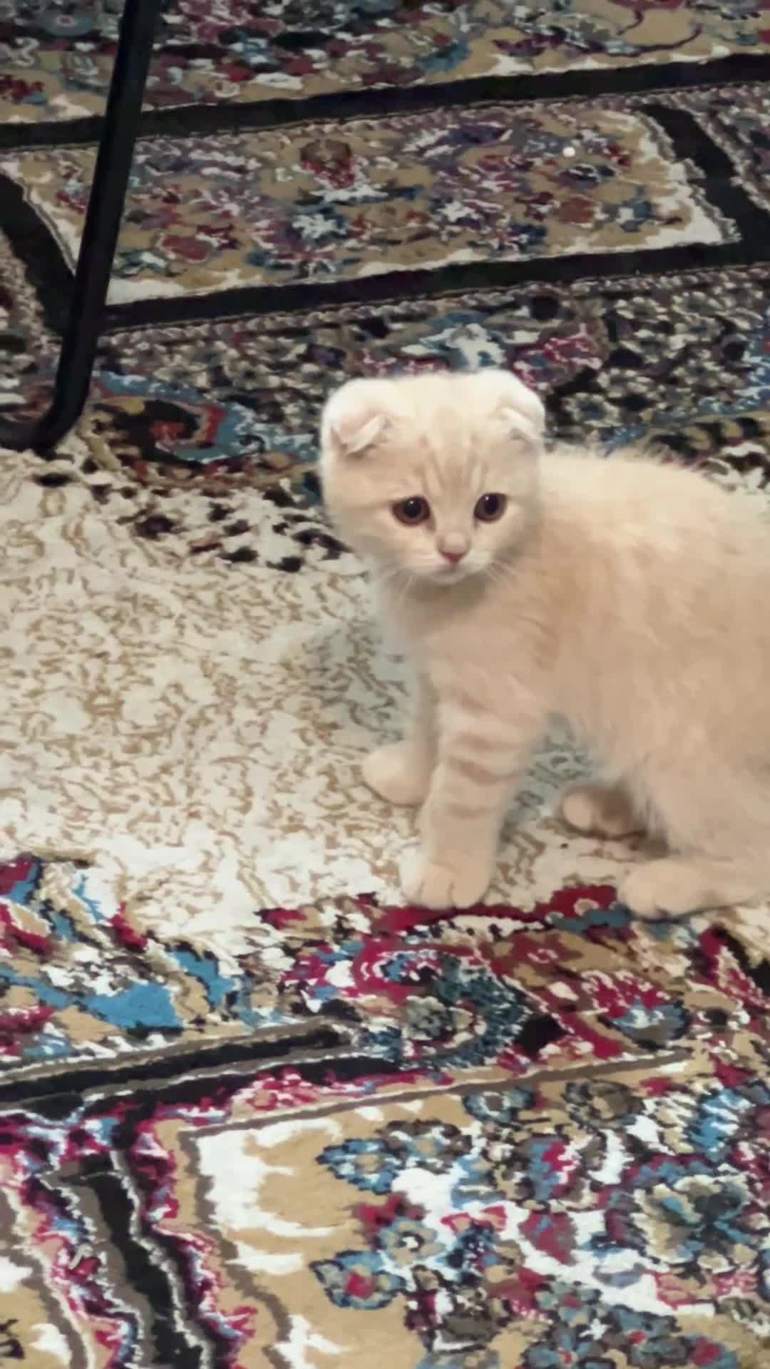 Scottish Fold cats for sale: Stunning Scottish Fold & Straight Kittens - Video 2