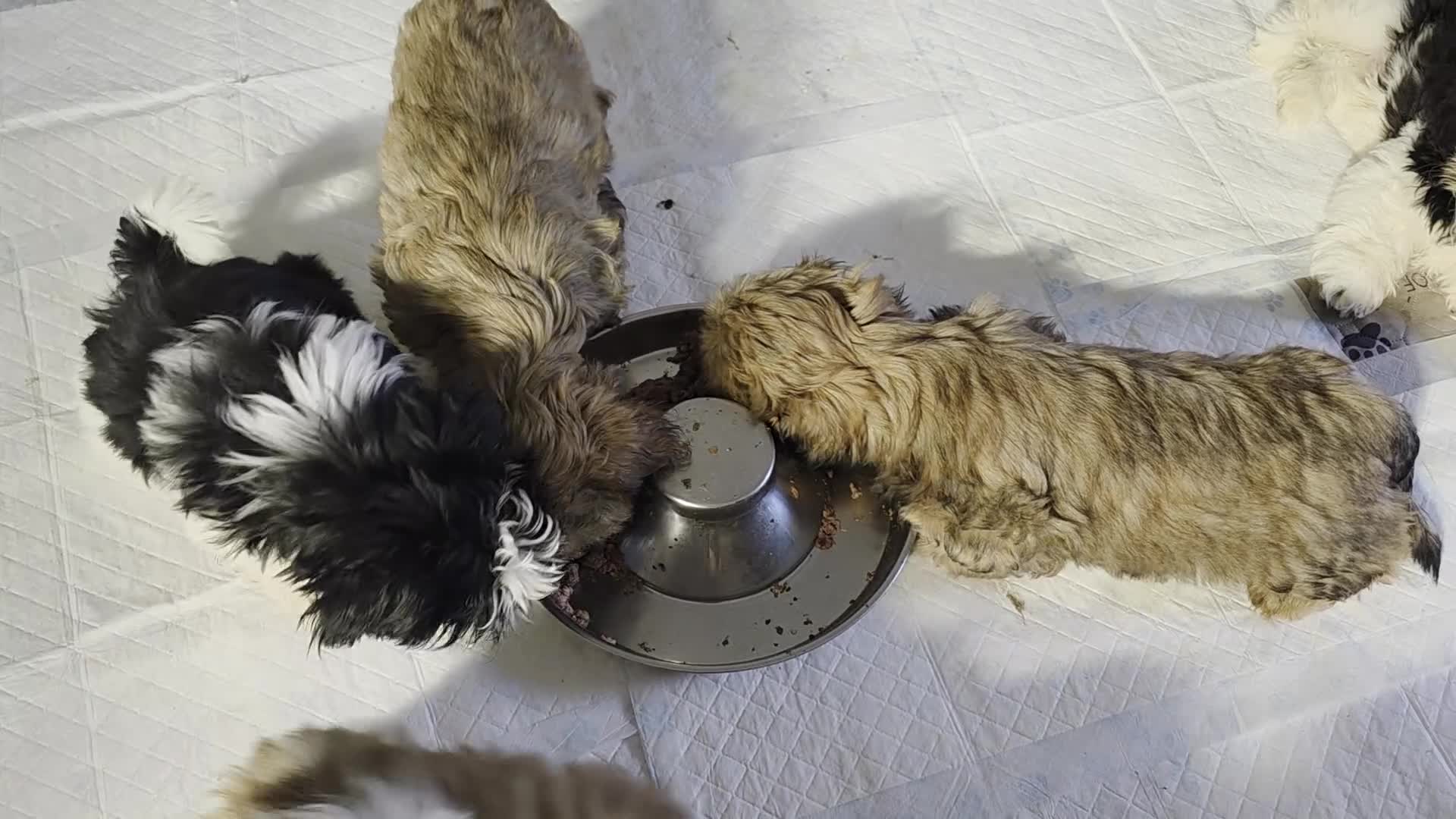 Shih Tzu dogs for sale: SHIH TZU PUPPY BOY LIVER GENE KC REG  - Video 5
