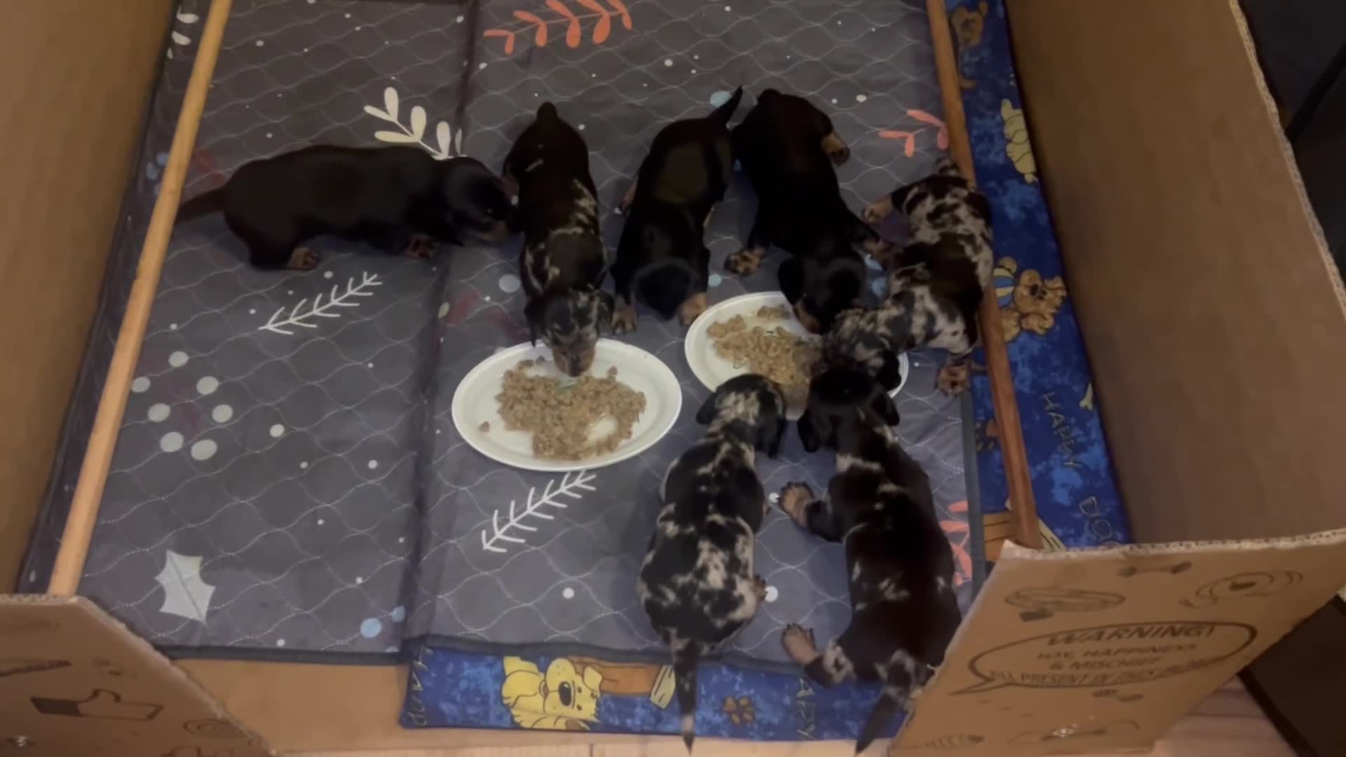 Miniature Dachshund dogs for sale: miniature dash hounds - Video 2