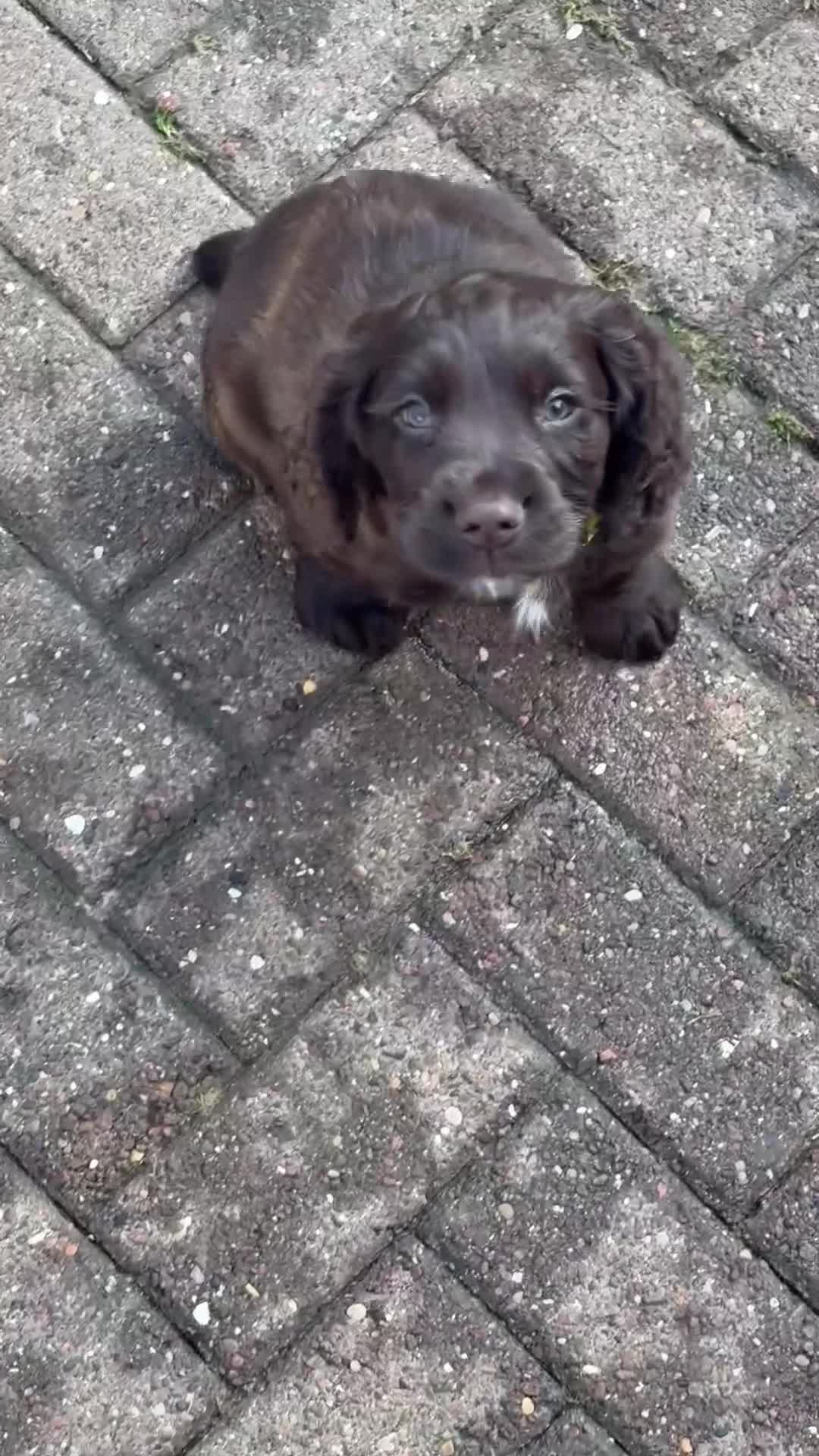 Cocker Spaniel dogs for sale: Last Working cocker Available RKC - Ready Now  - Video 1