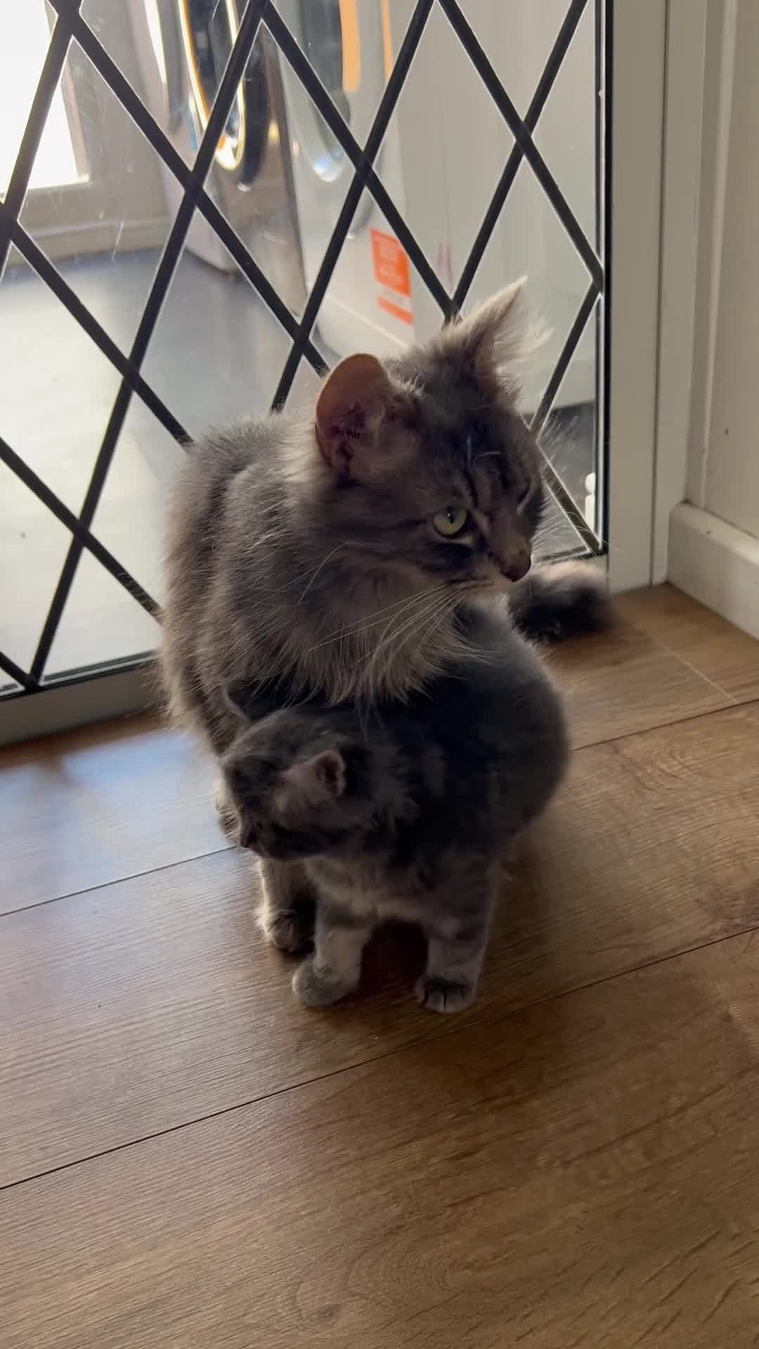 Mixed Breed cats for sale: 5 beautiful kittens (1 boy and 4 girls) - Video 2
