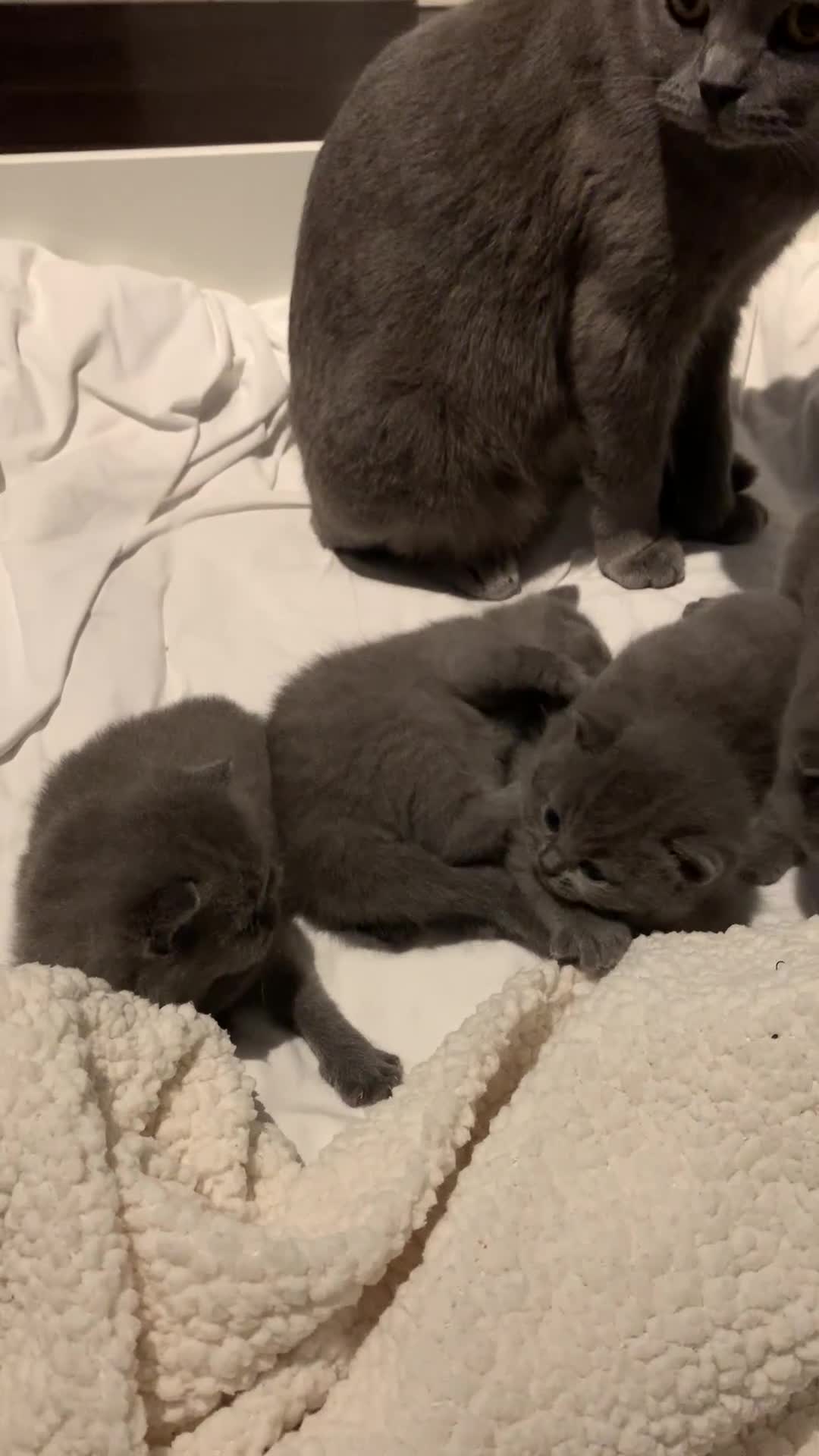 British Shorthair cats for sale: British Shorthair Kittens – Sweet Round Faces 🐻💛 - Video 5