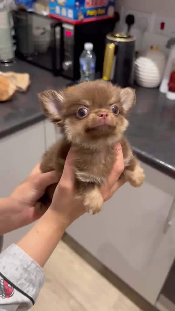 Chihuahua dogs for sale: chocolate tan long haired male chihuahua puppy in London - Video 4