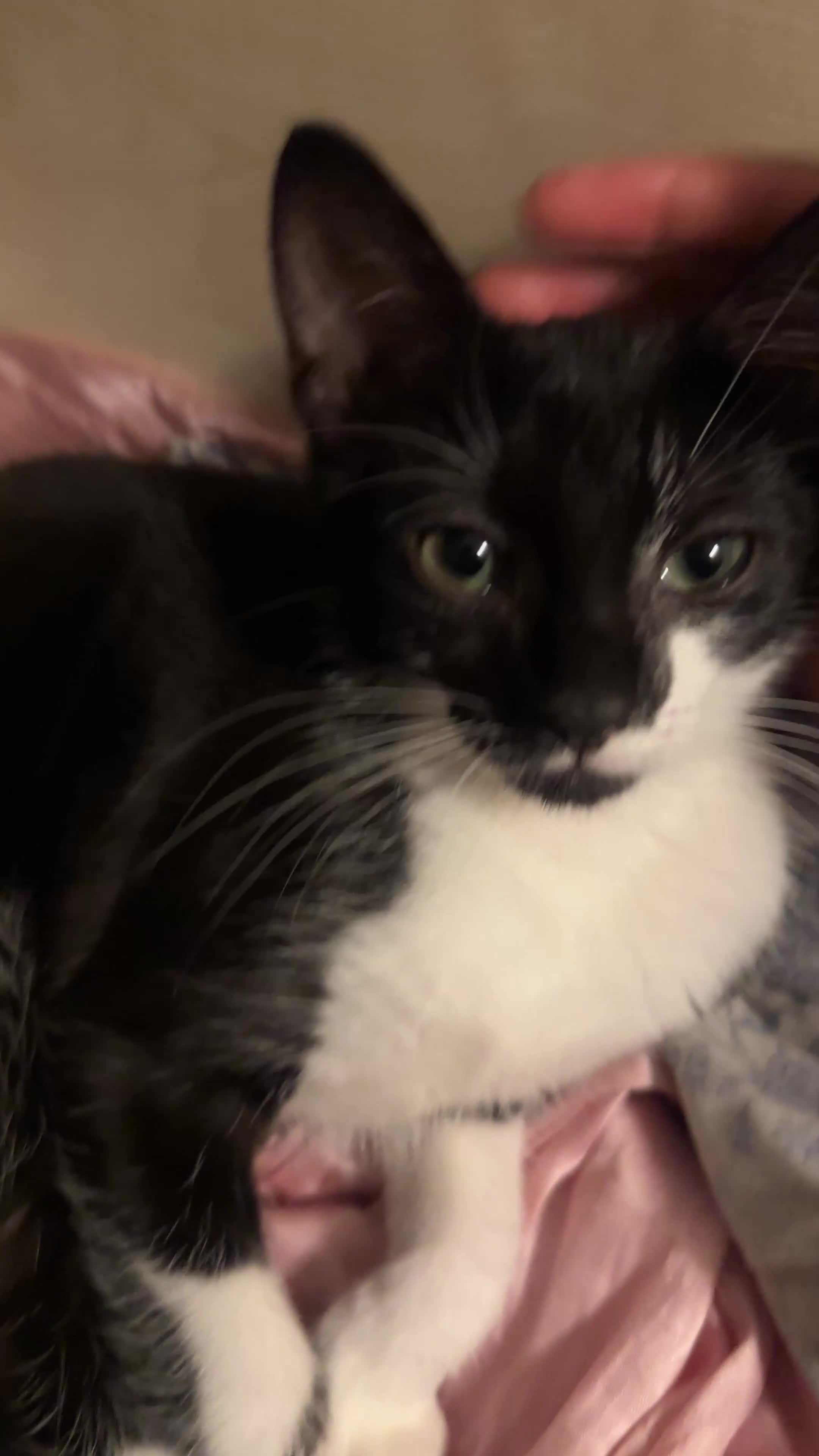 Mixed Breed cats for sale: Gorgeous Black + White Tuxedo 🇬🇧 Shorthair Mix - Video 1