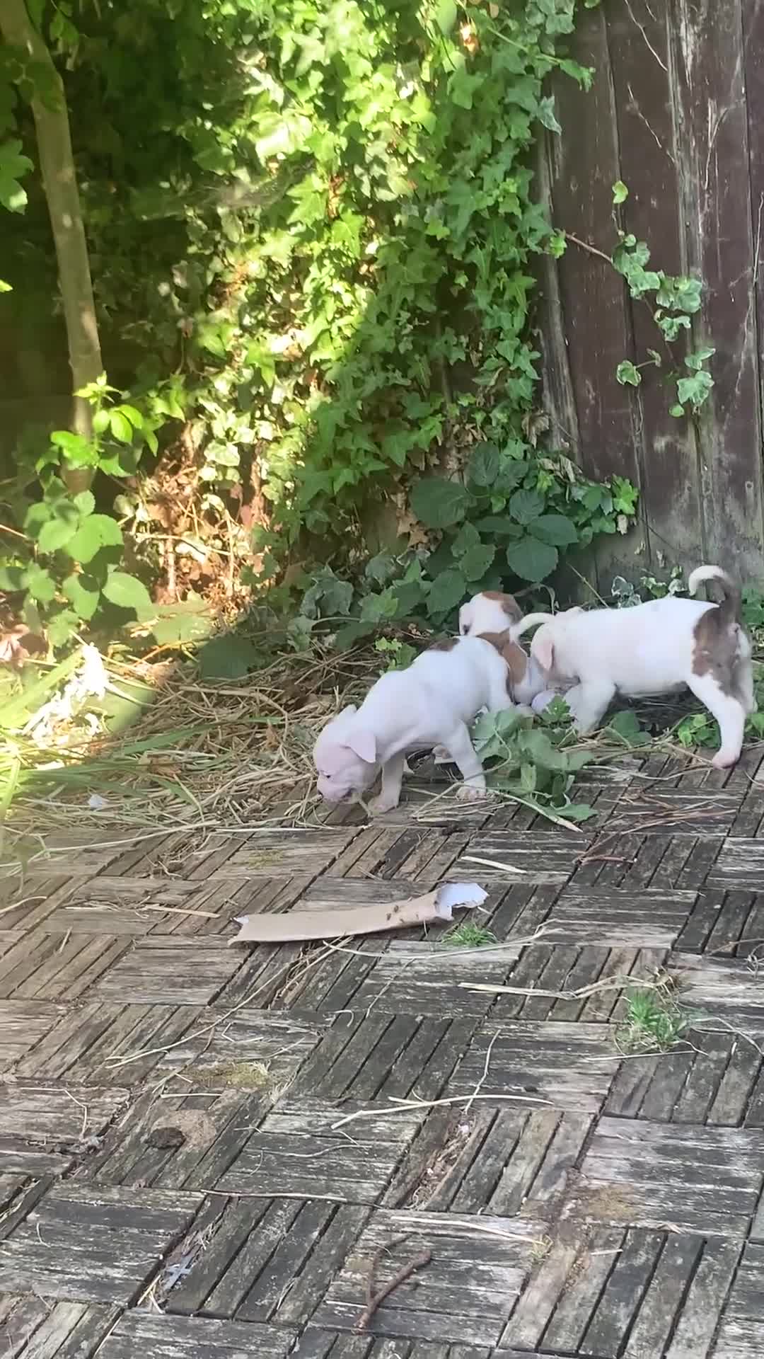 American Bulldog dogs for sale: Puppies for sale in Coventry - Video 1