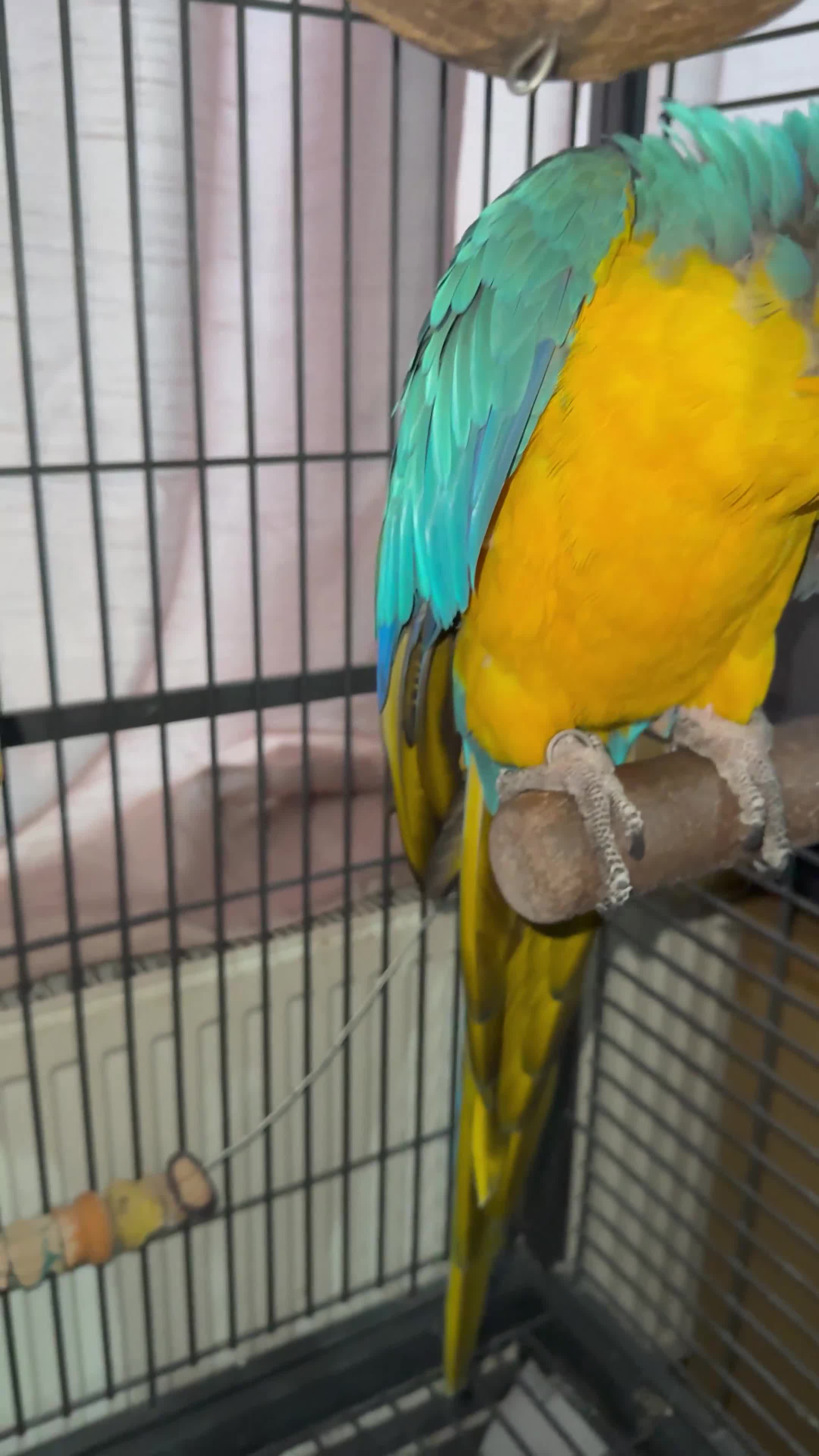 Macaws birds for sale:  Blue and Gold Macaw Parrot – Healthy & Vibrant  - Video 4